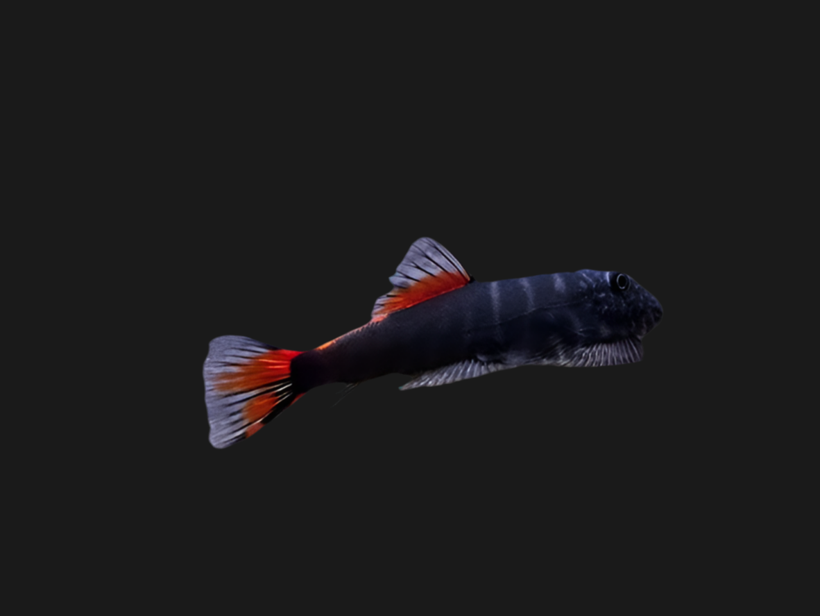 Gastromyzon « Bloody Mary »