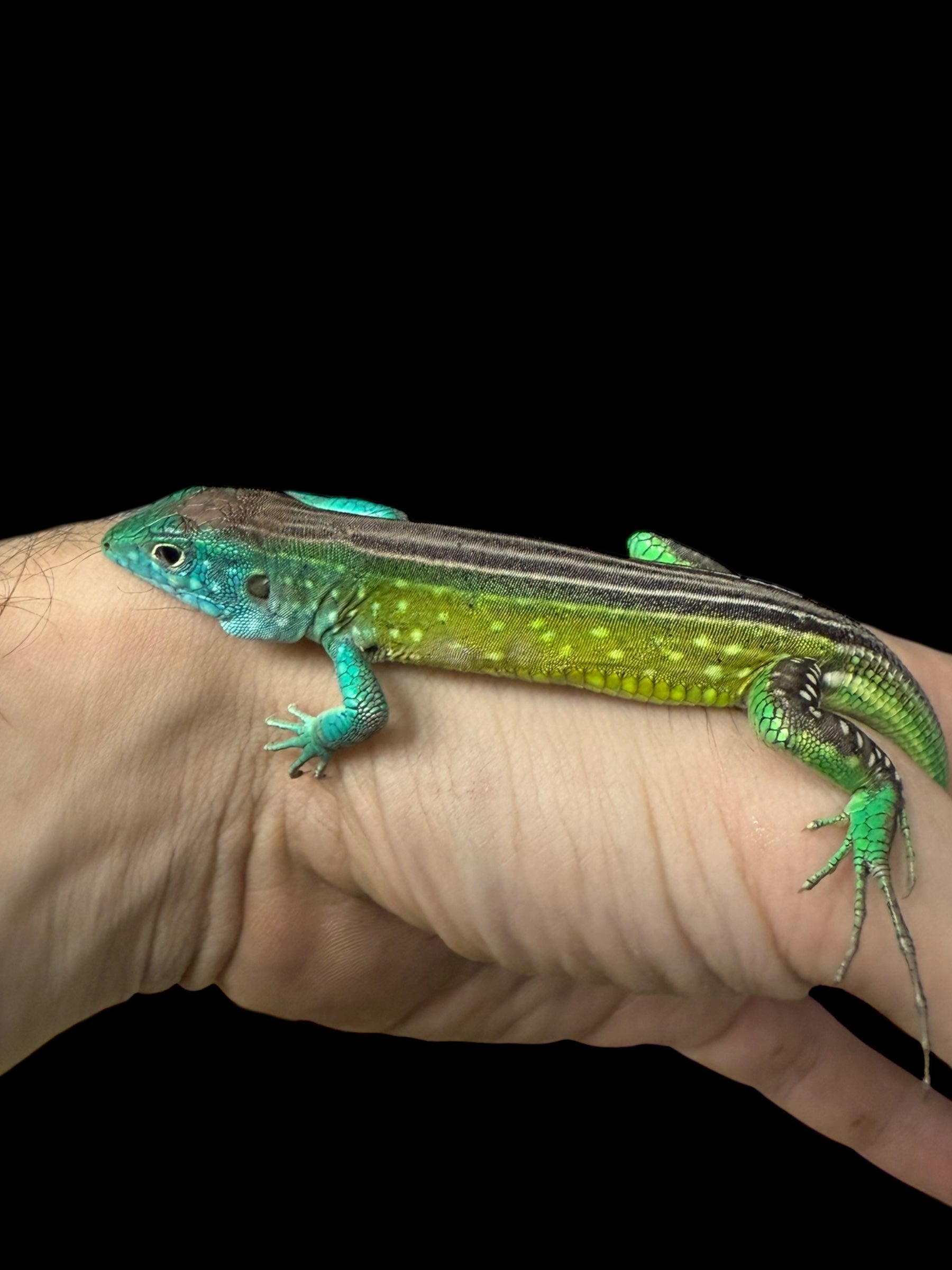 Rainbow Whiptail (Cnemidophorus lemniscatus)