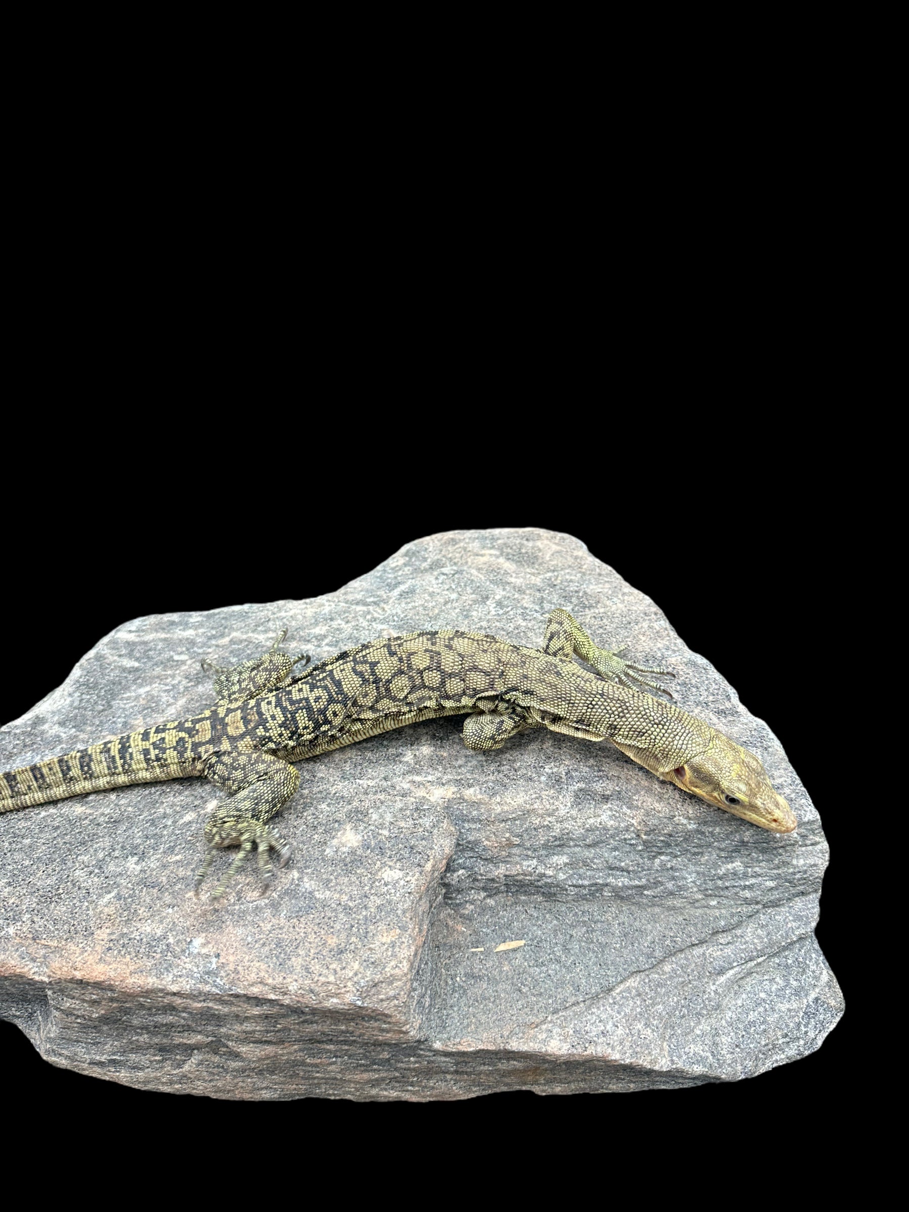 Quince Monitor (Varanus melinus)