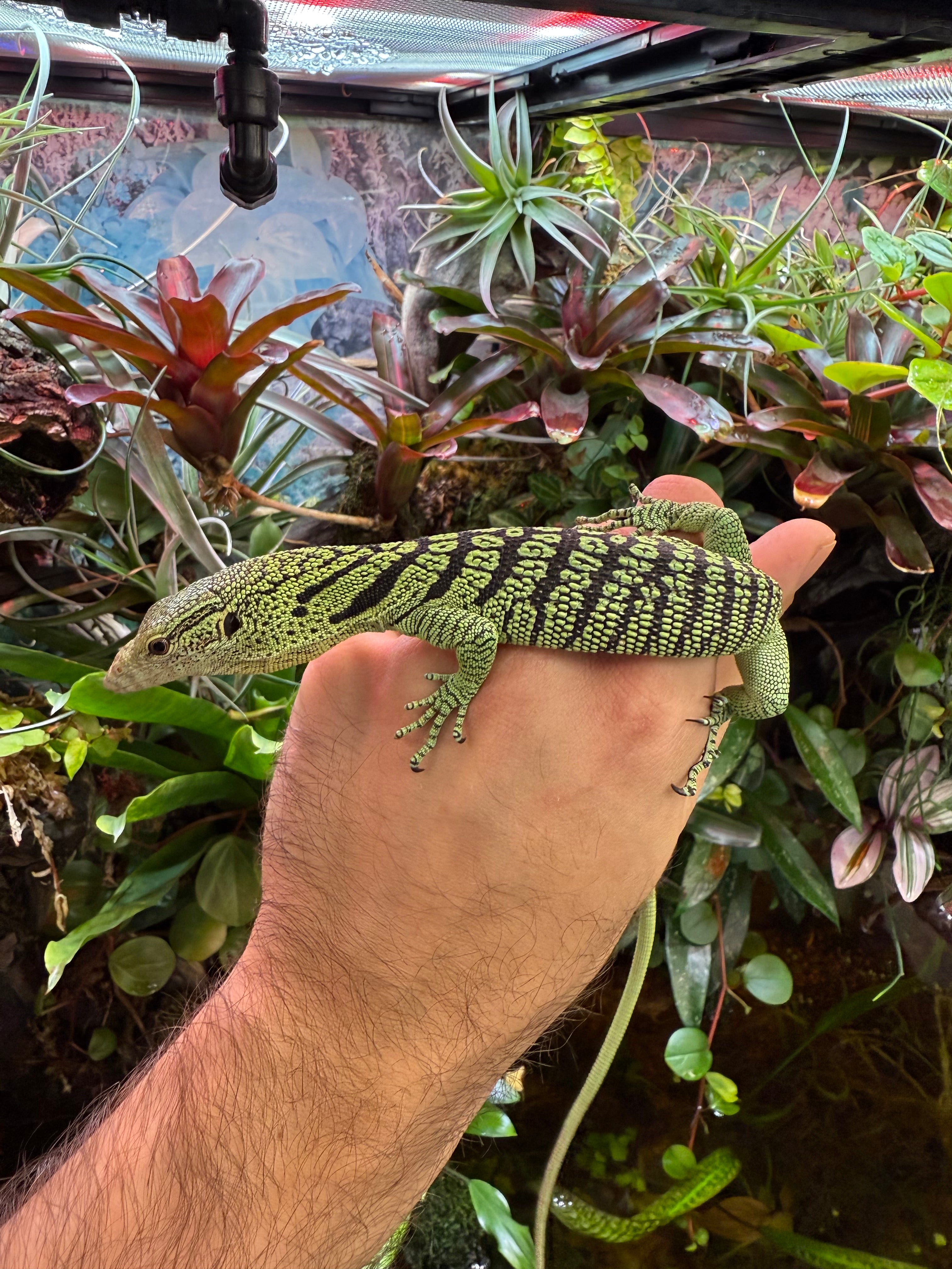 Yellow Tree Monitor Baby (Varanus reisingeri)