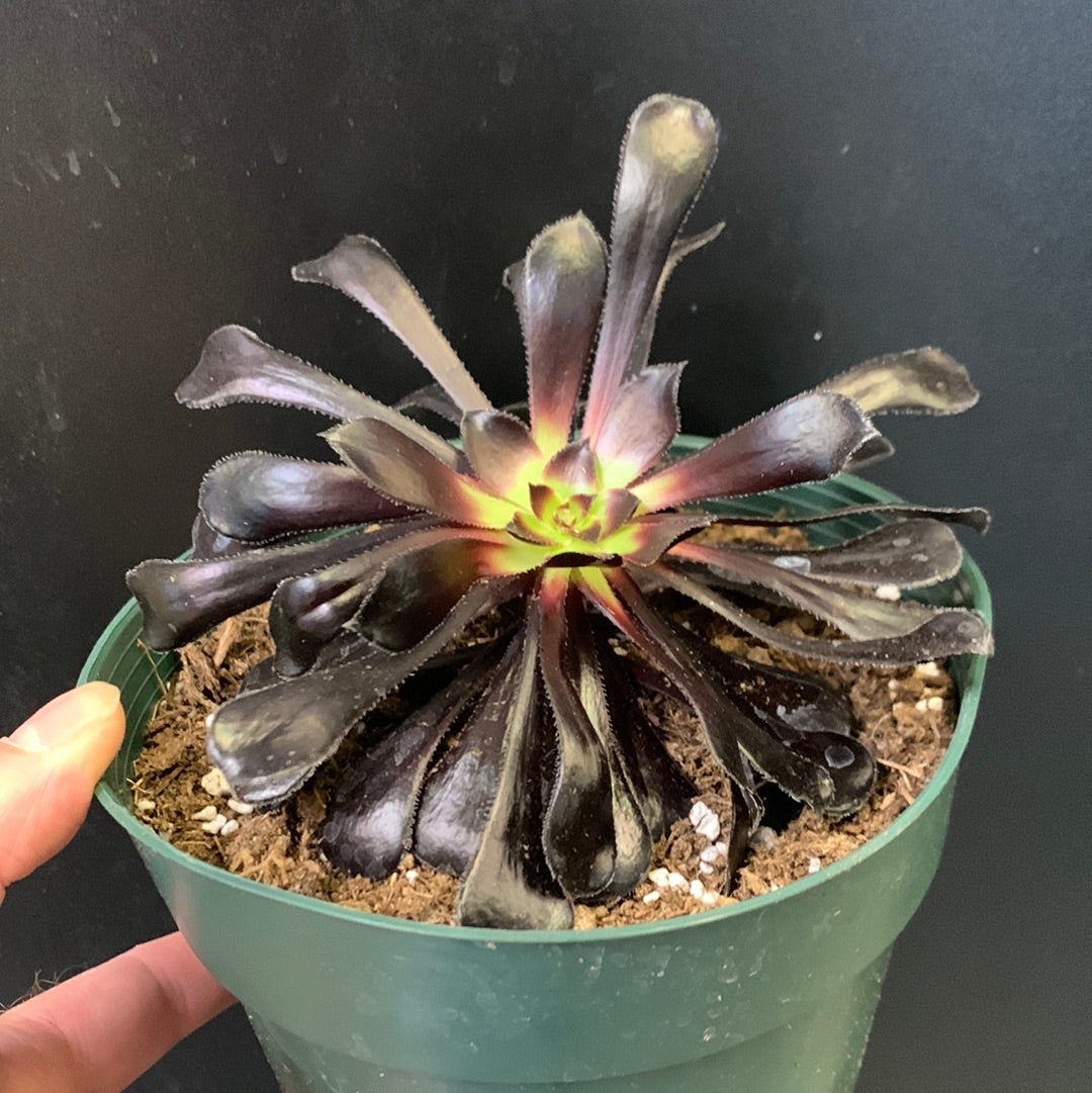 Aeonium Schwartz Kopf