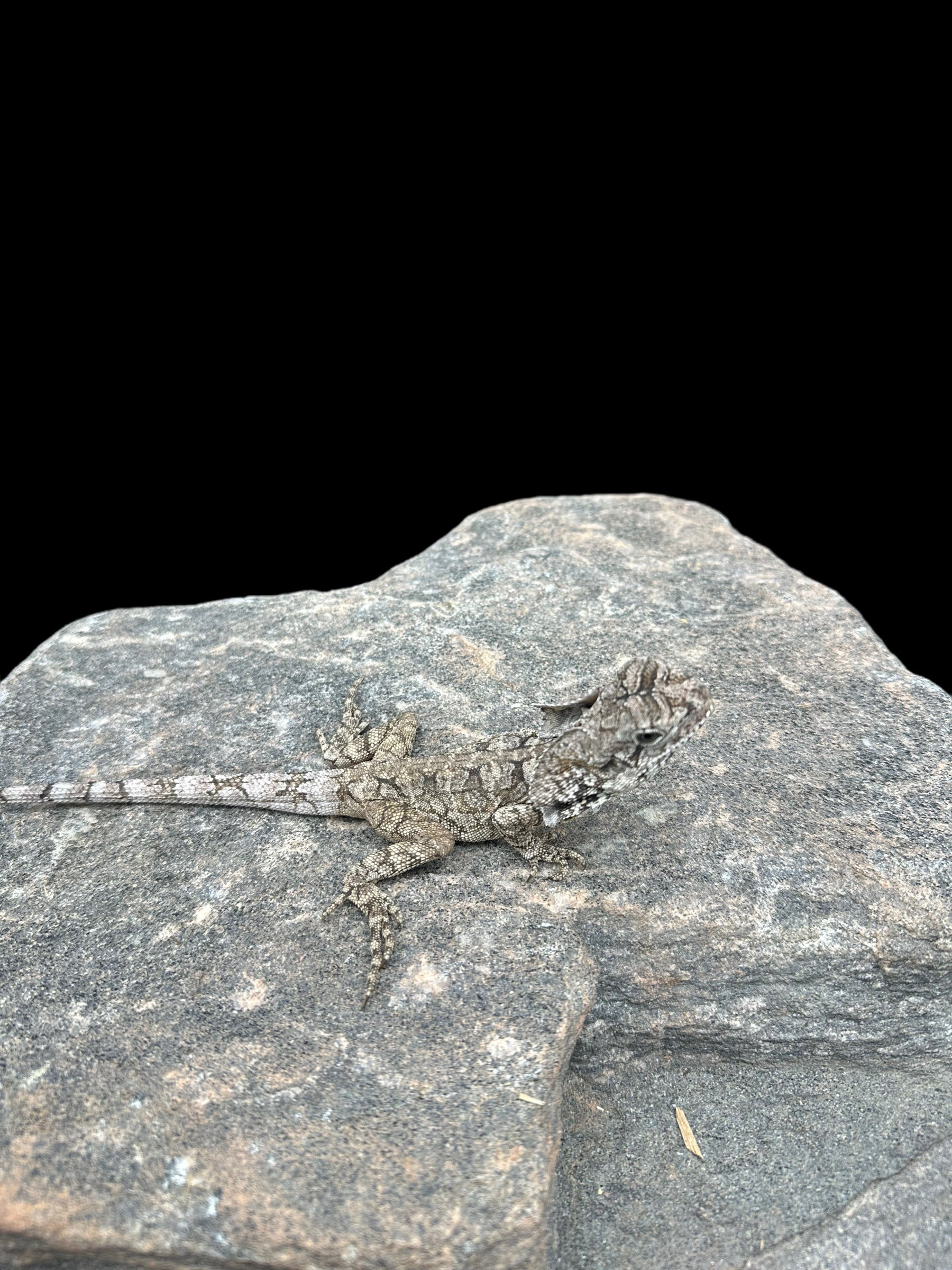 Dragon à collerette de Nouvelle-Guinée