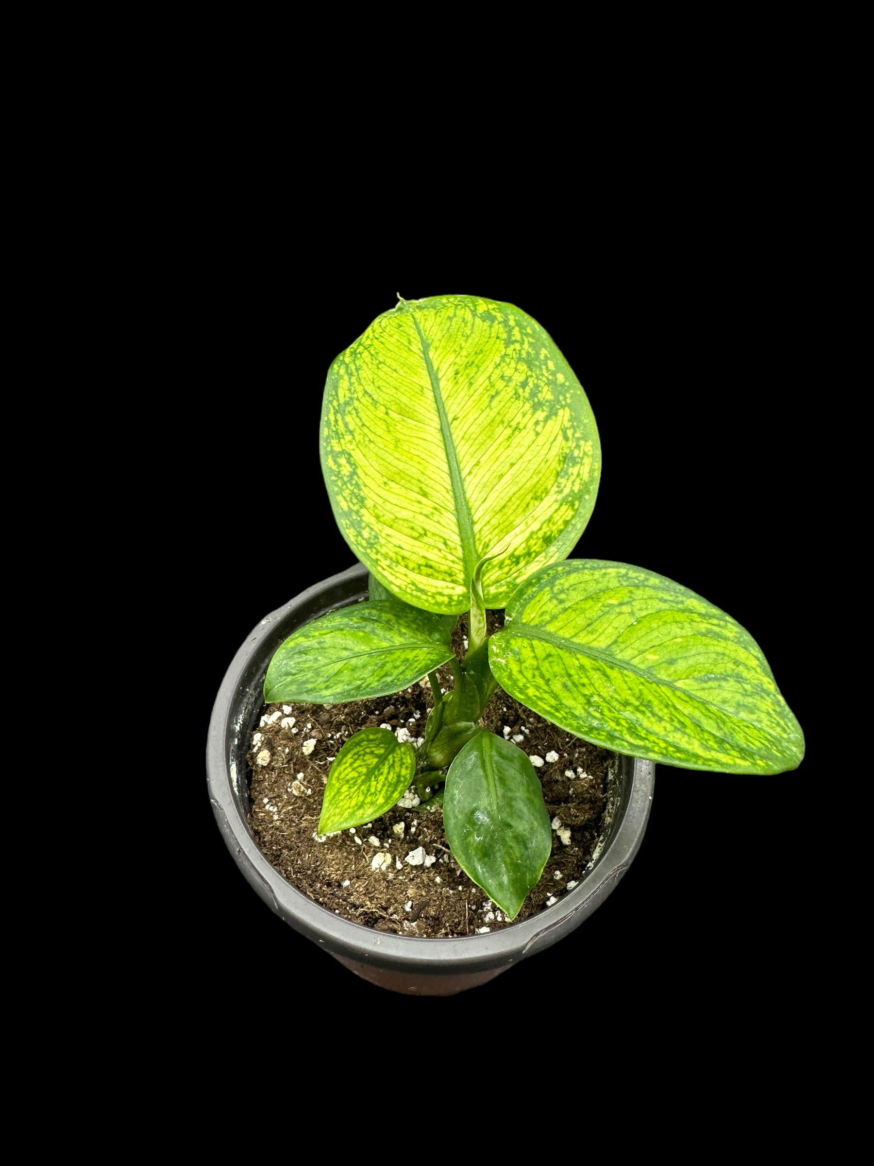 Dieffenbachia Rudolph