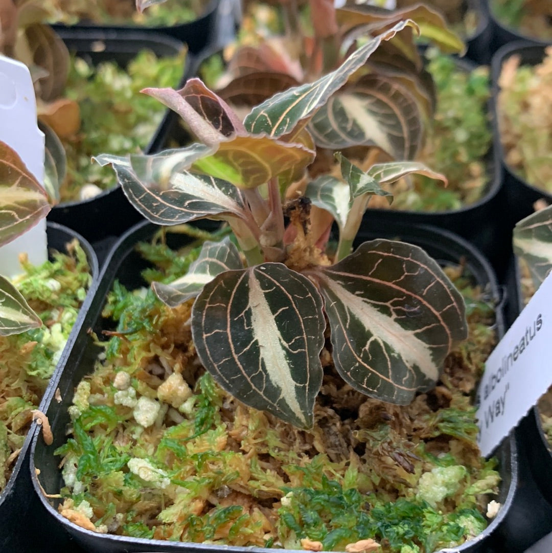 Assorted Jewel Orchid