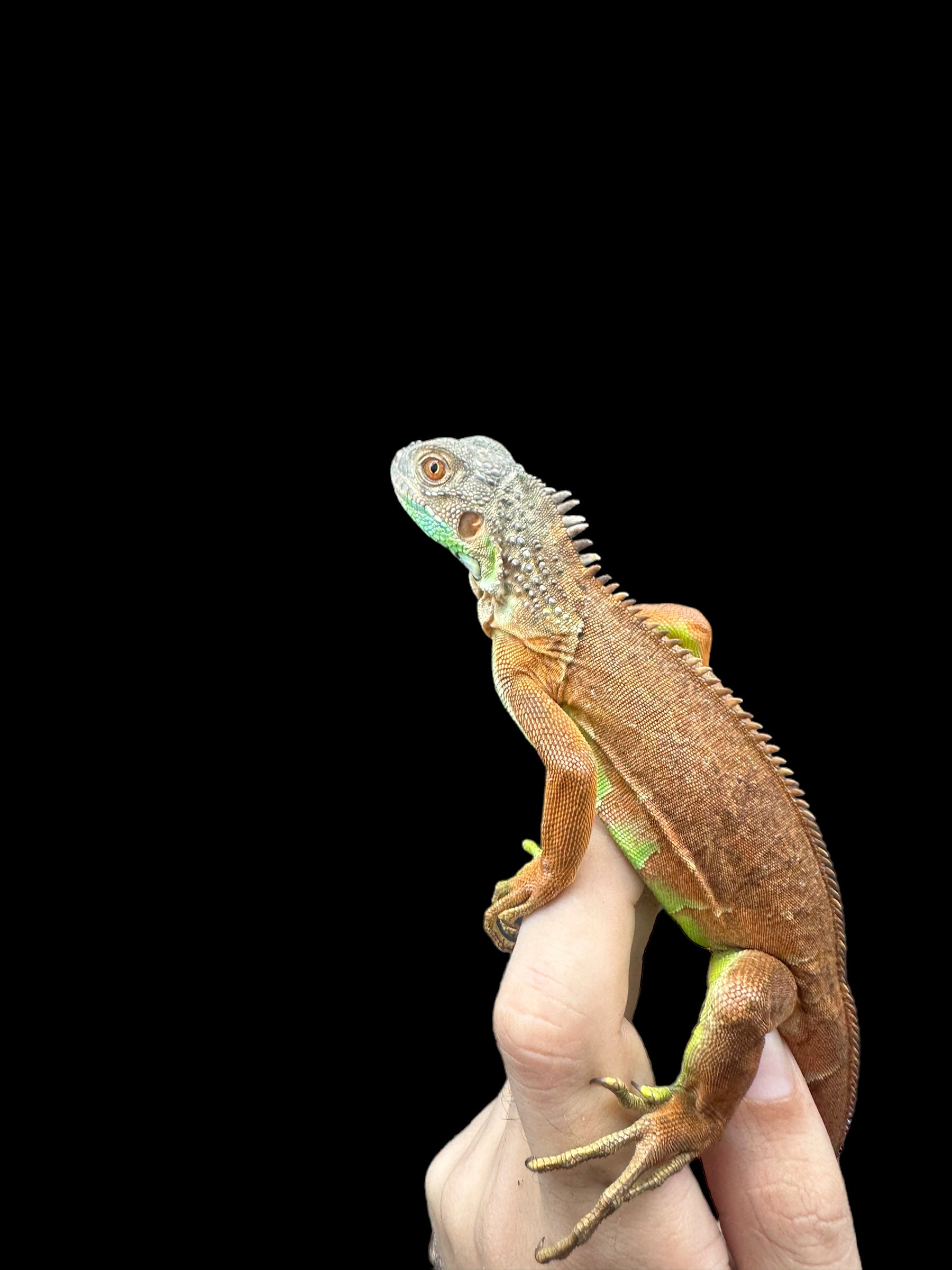 Iguane (rouge)