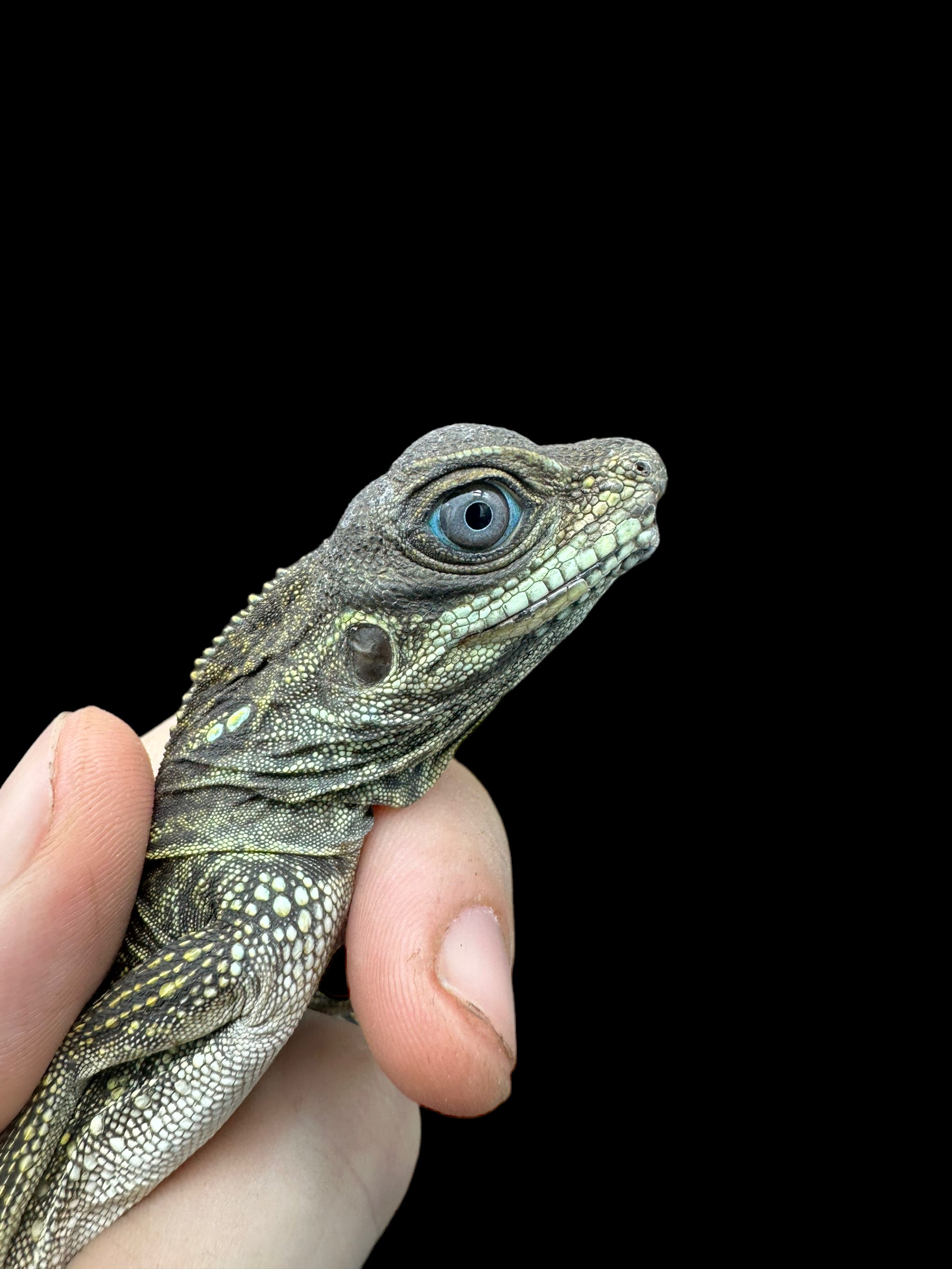 Weber's Sailfin Dragon