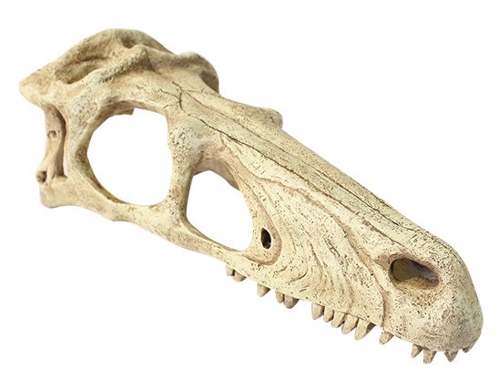 Komodo Raptor Skull