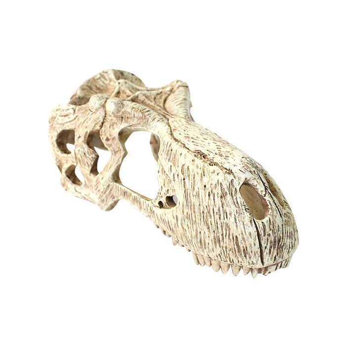 Komodo T-Rex Skull