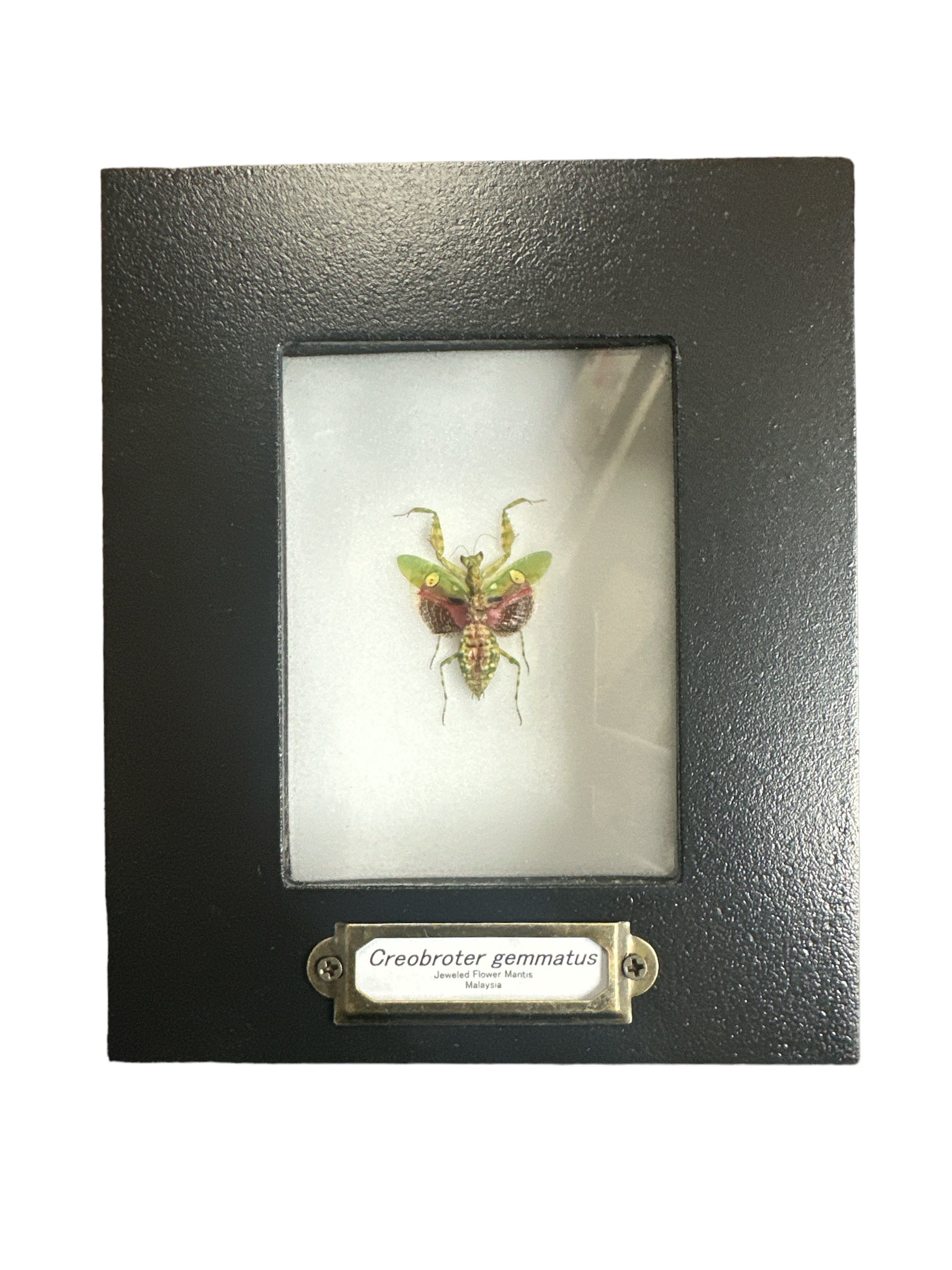 Mante à fleurs ornées de bijoux (Creobroter gemmatus) - Cadre 2x3"