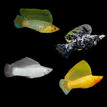 Assorted Sailfin Molly - Main Image
