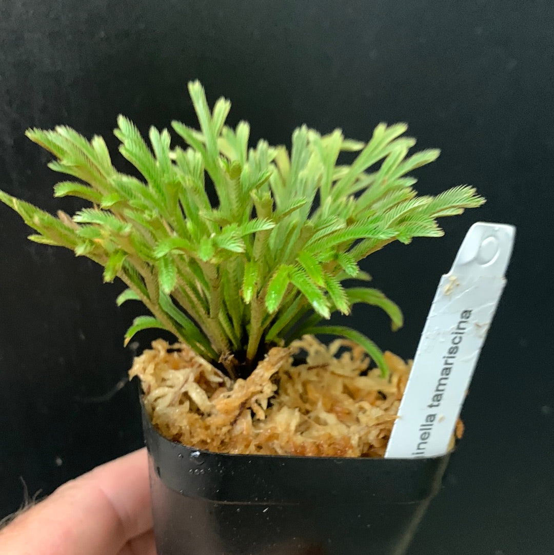 Selaginella tamariscina