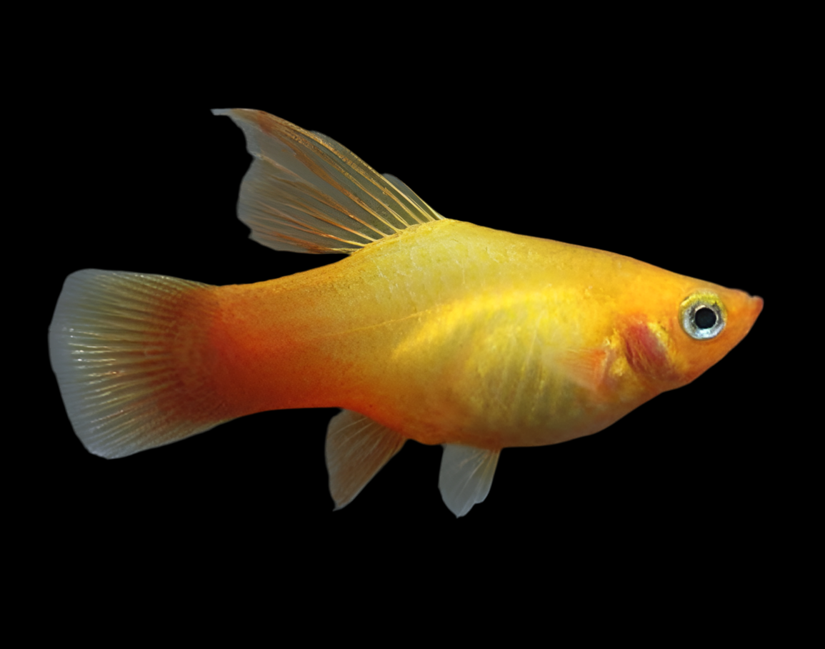 Assortiment de Hi-Fin Platy