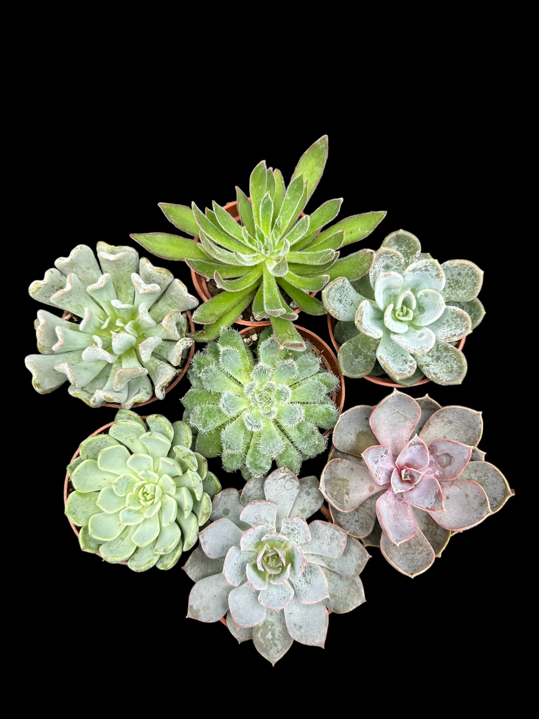 Assortiment de plantes succulentes