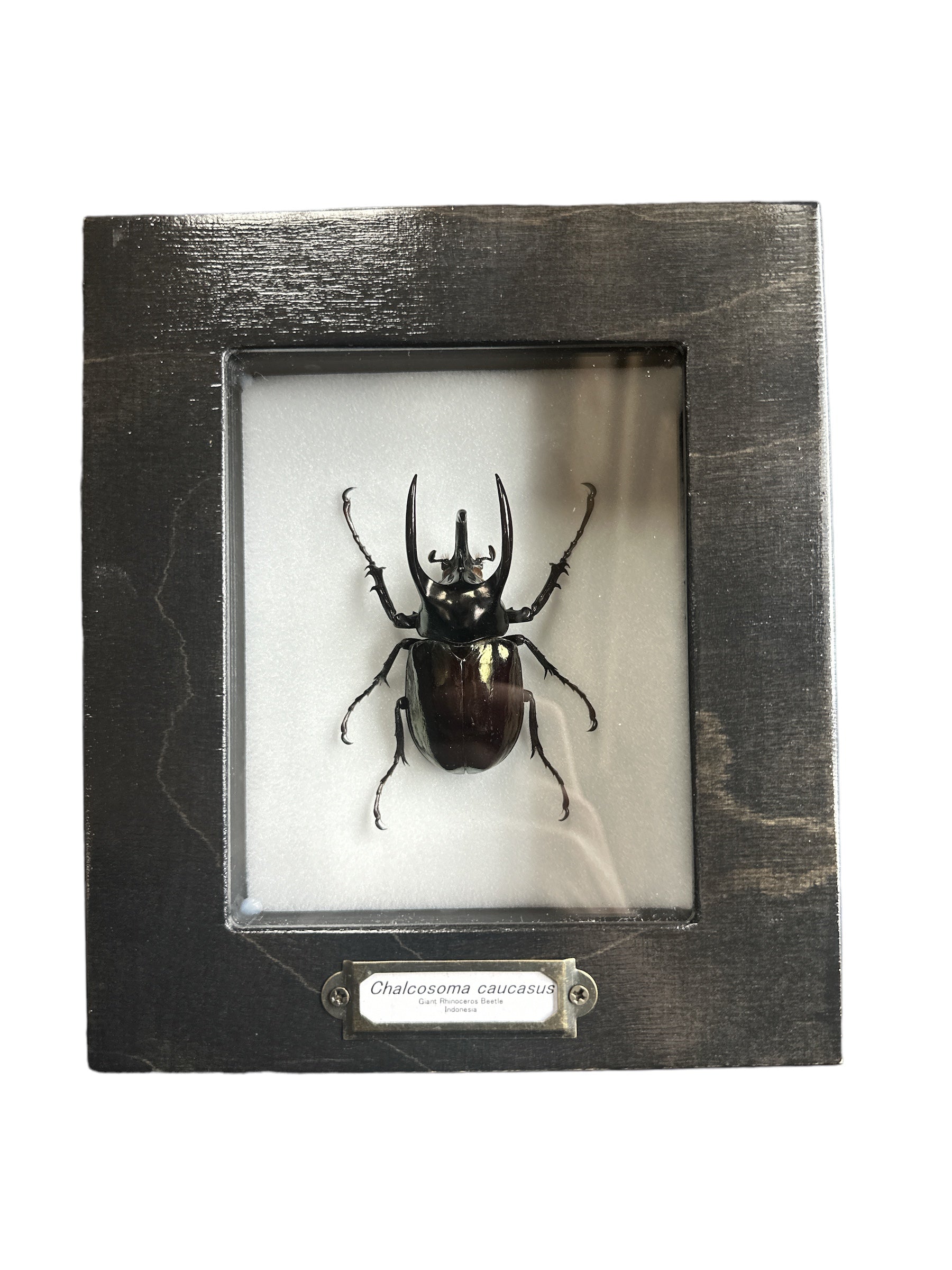 Coléoptère du Caucase (Chalcosoma caucasus) encadré