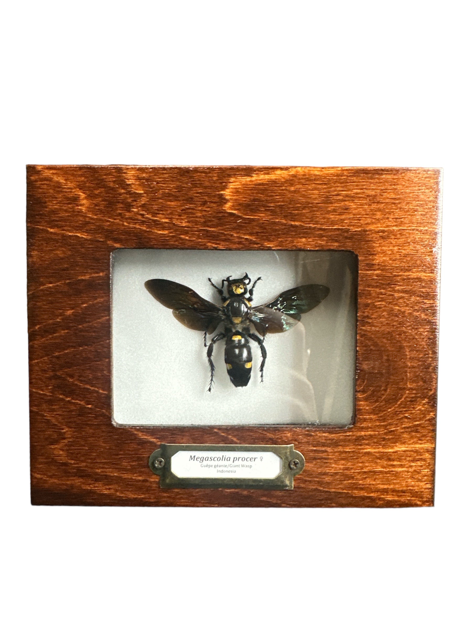 Guêpe scoliide géante - Femelle (Megascolia procer) - Cadre 2x3"