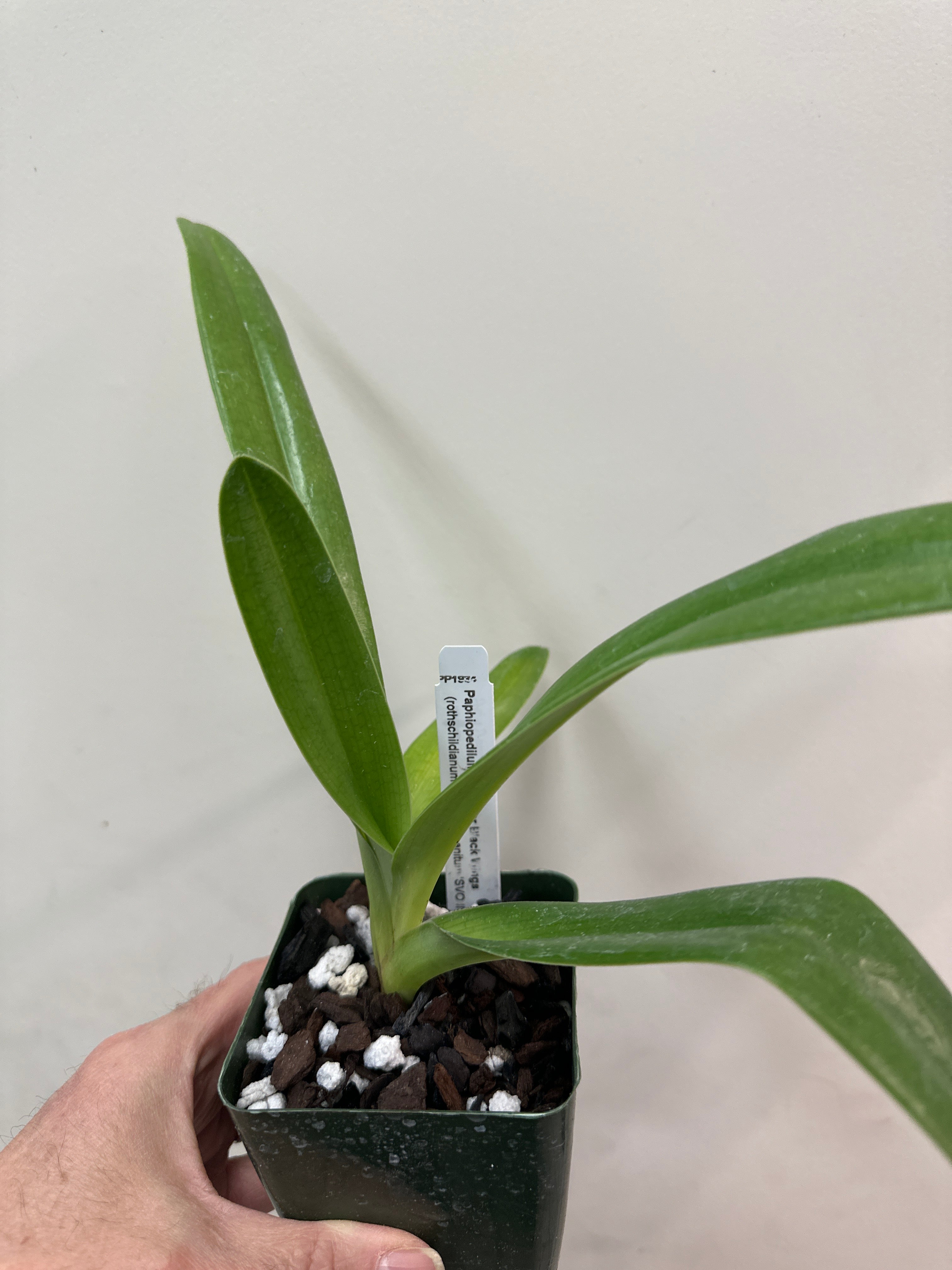Paphiopedilum Wossner Ailes noires