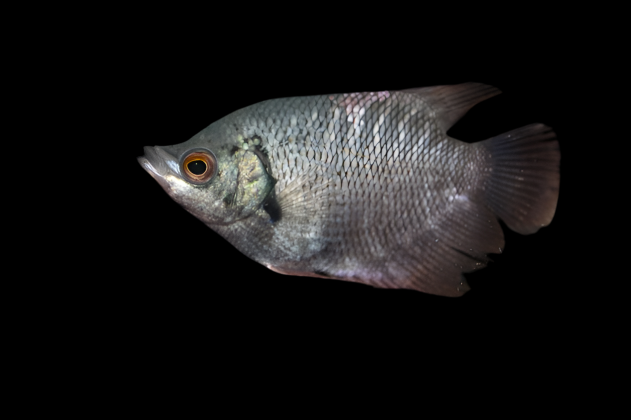 Gourami géant