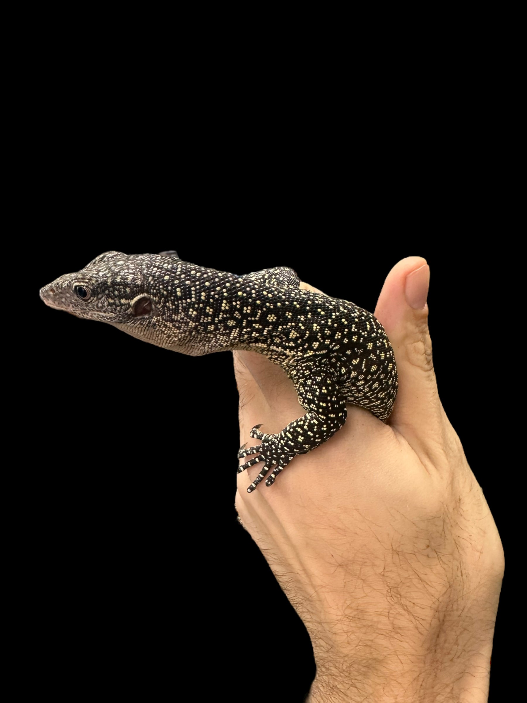 Moniteur de mangrove (Varanus indicus)