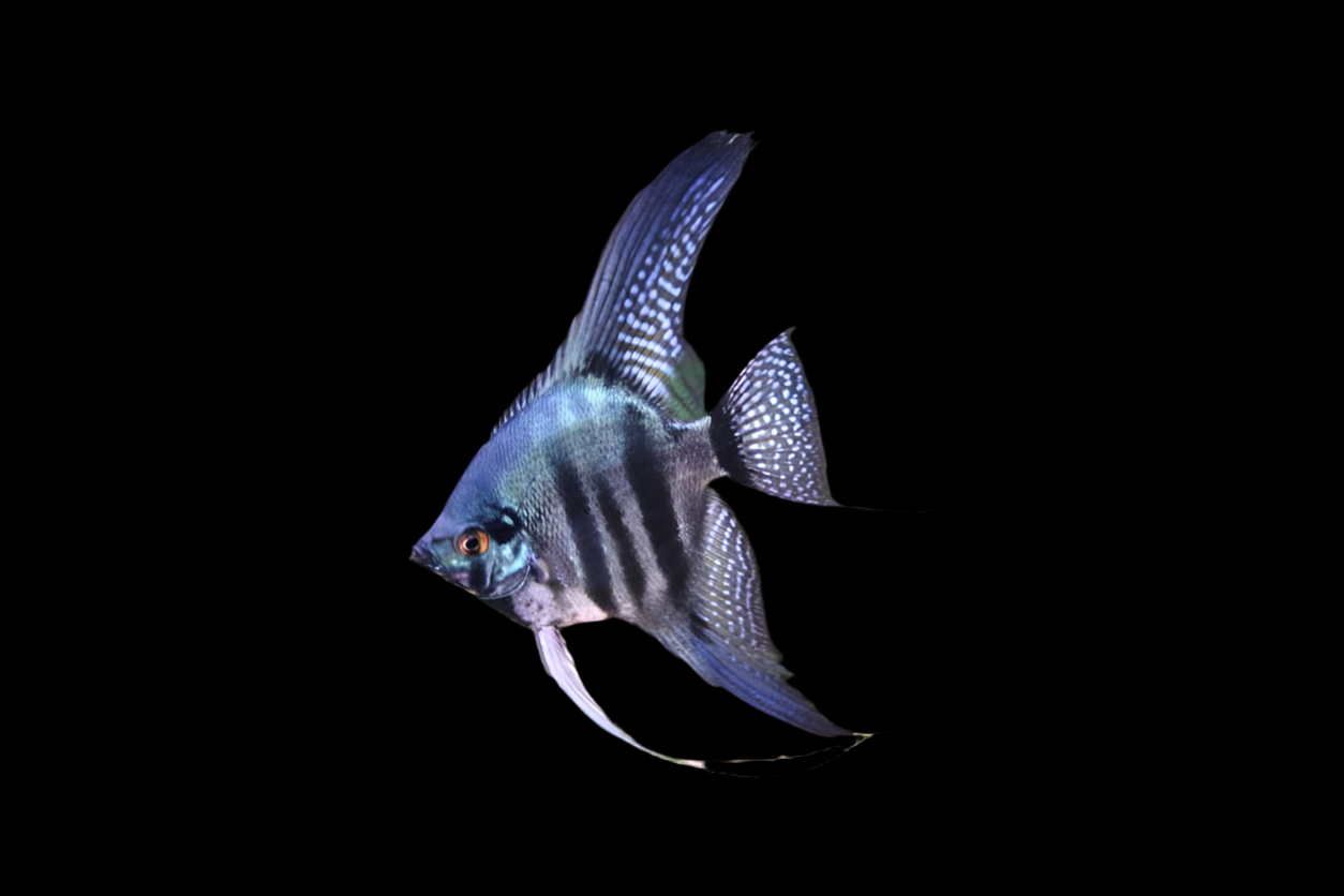 Poisson-ange bleu Pinoy