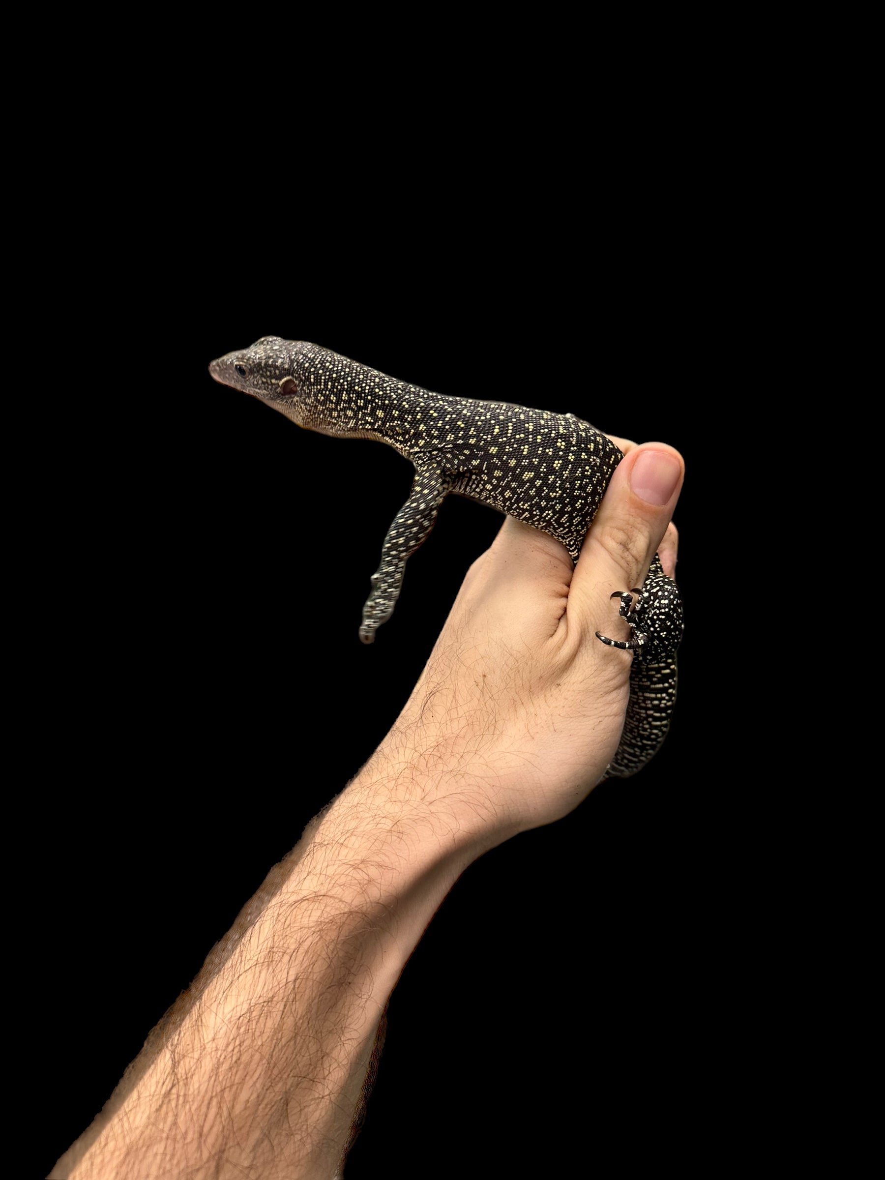 Moniteur de mangrove (Varanus indicus)