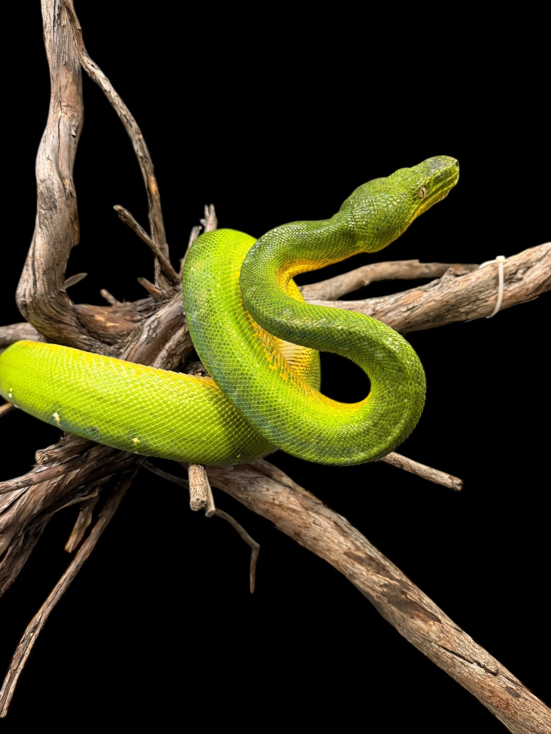 Emerald Tree Boa (Guyana)