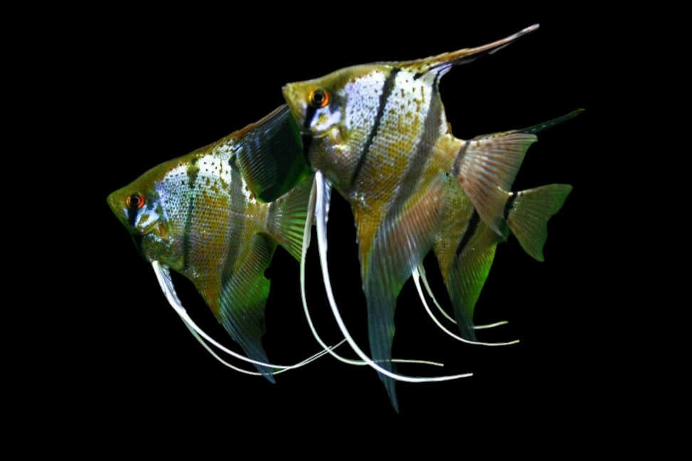 Peruvian Spotted Angels "Rio Nanay"