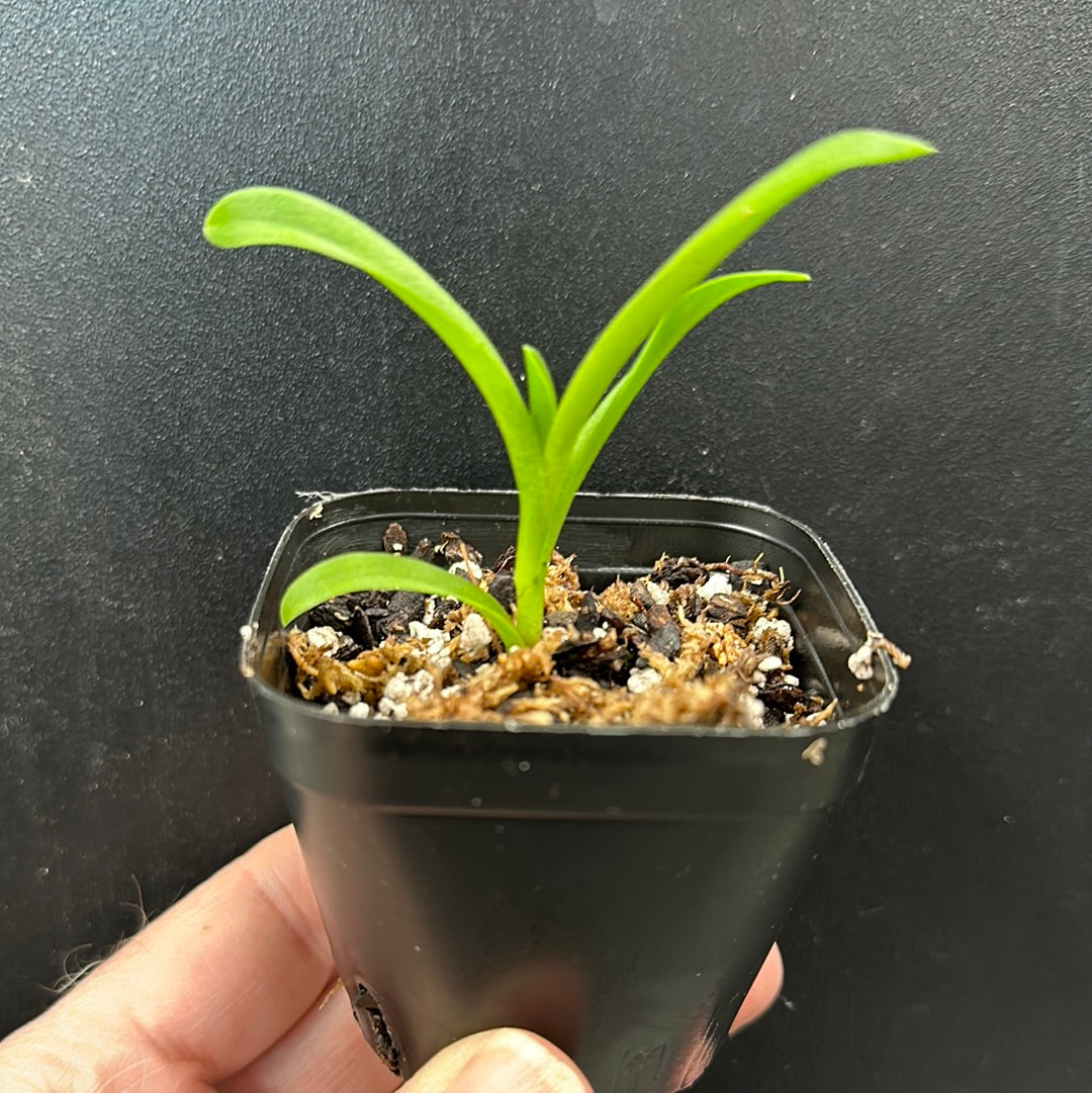 Epidendrum (Croix du Pacifique)