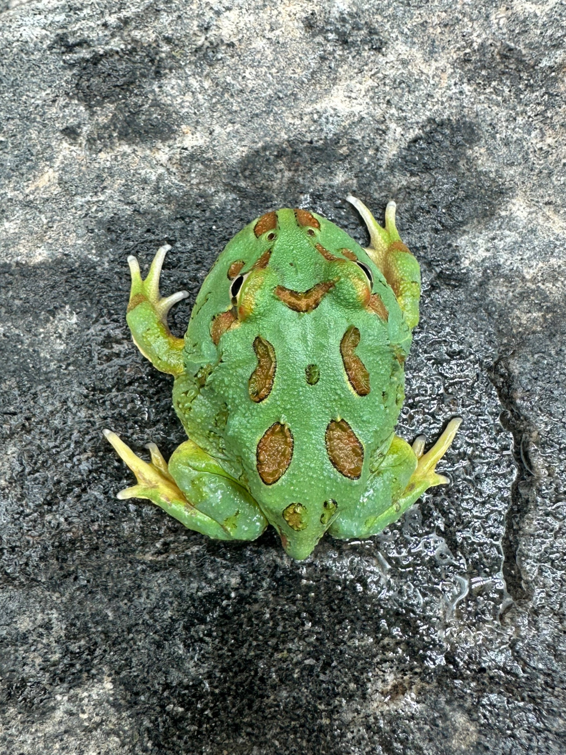 Pacman Frog (Samouraï bleu)