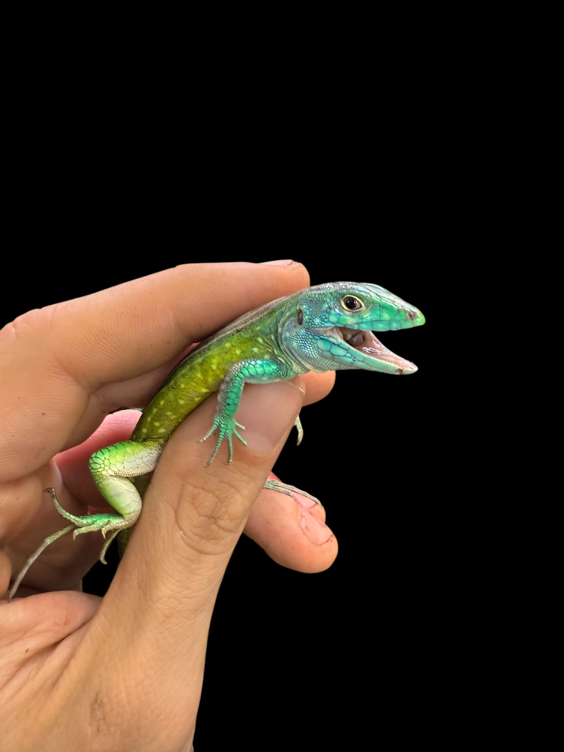 Rainbow Whiptail (Cnemidophorus lemniscatus)