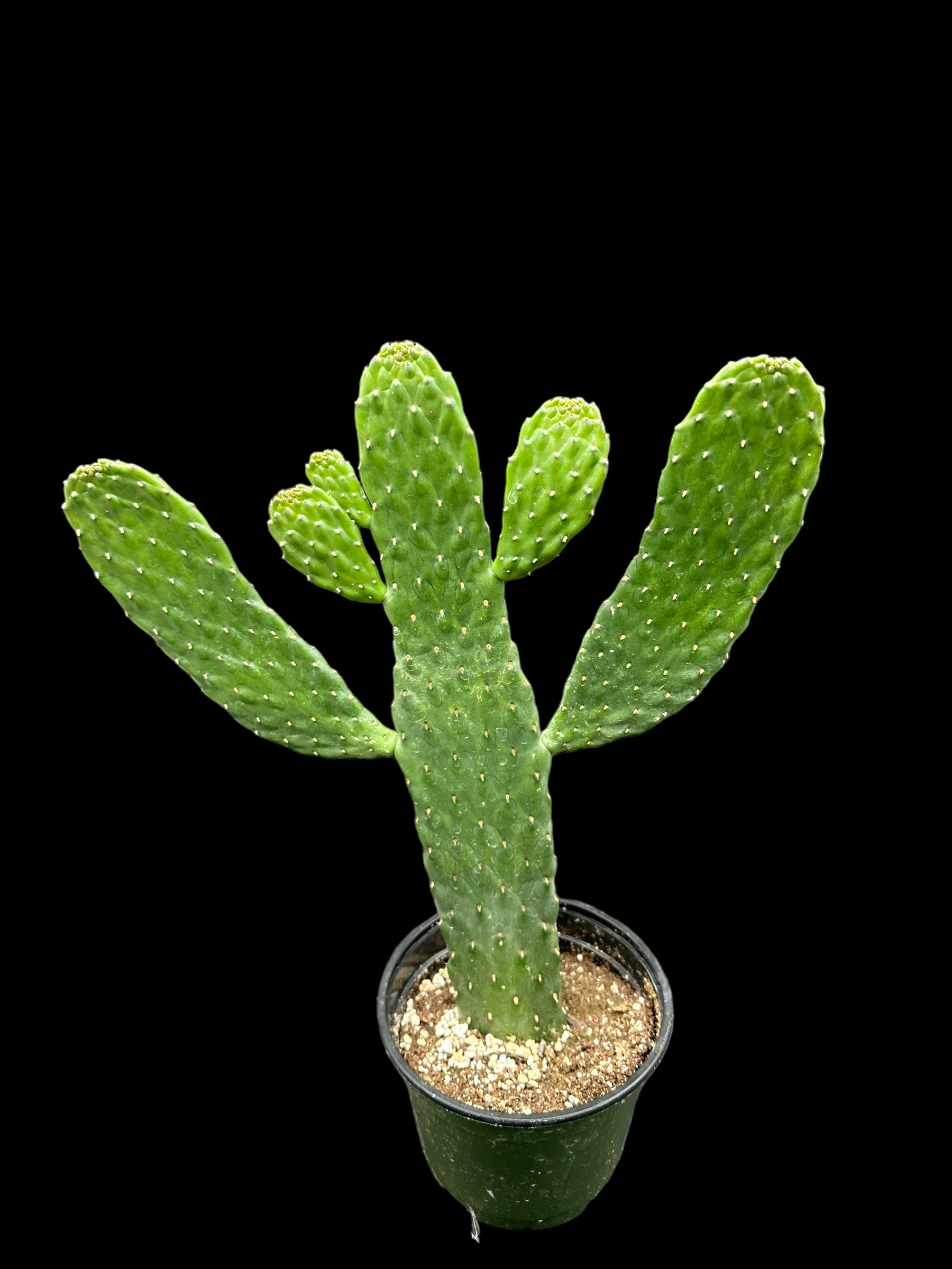 Cactus de dessin animé