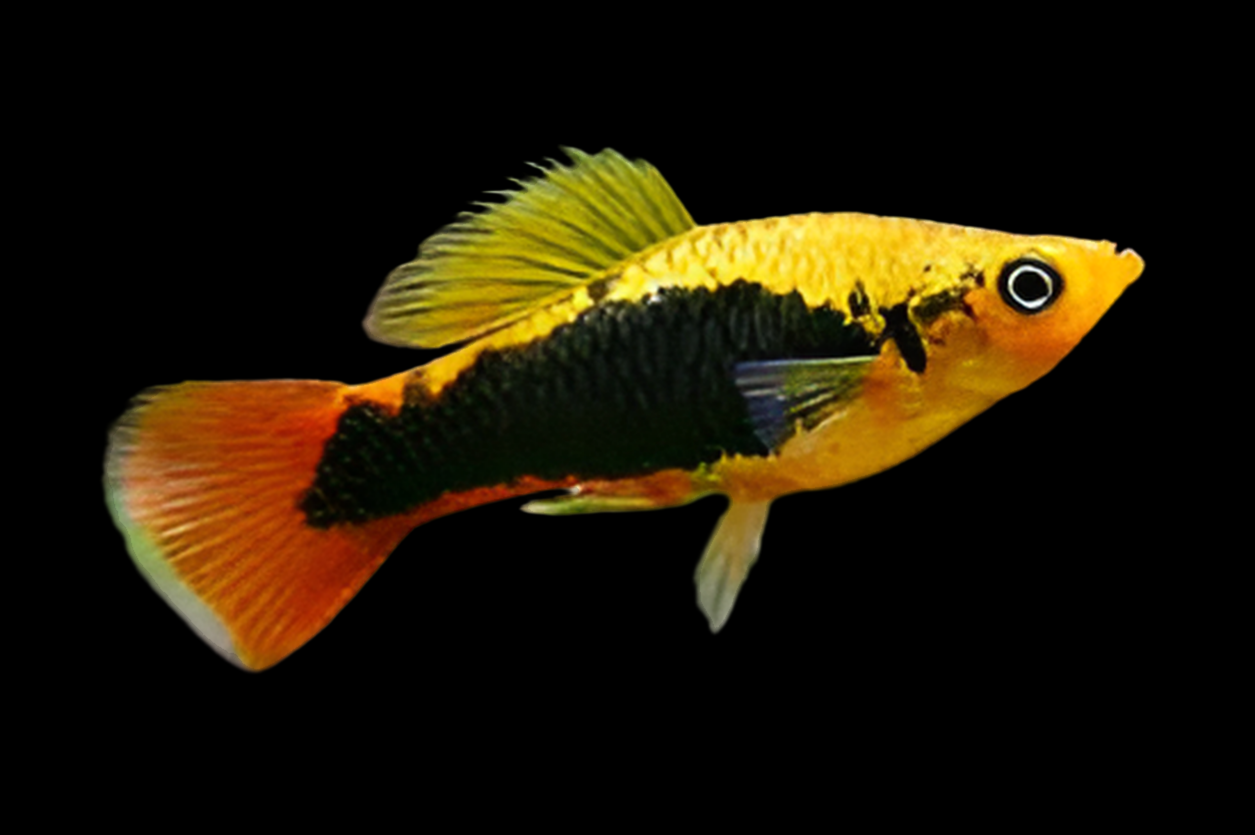 Platy Variatus hawaïen