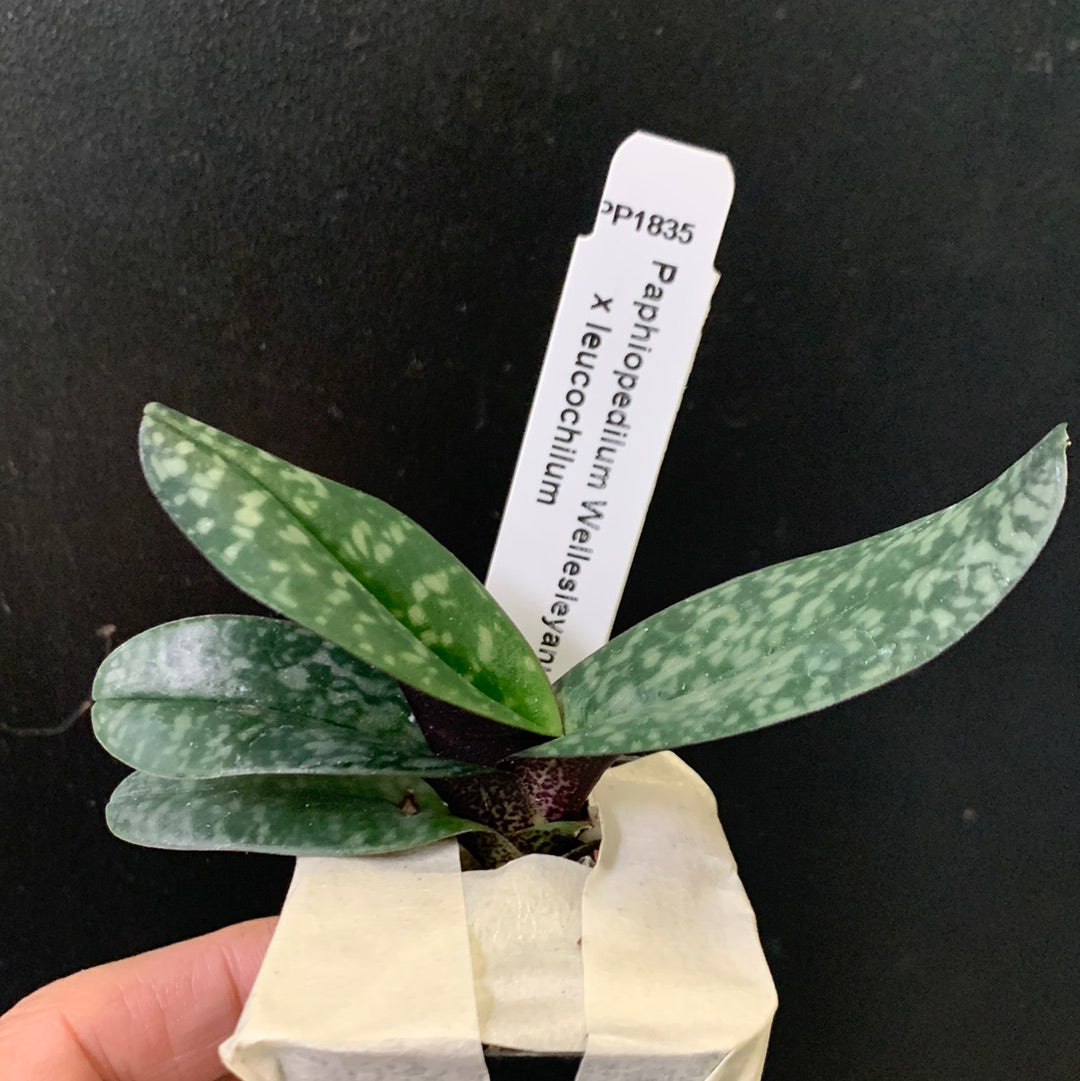 Paphiopedilum (Wellesleyanum x leuchochilum)