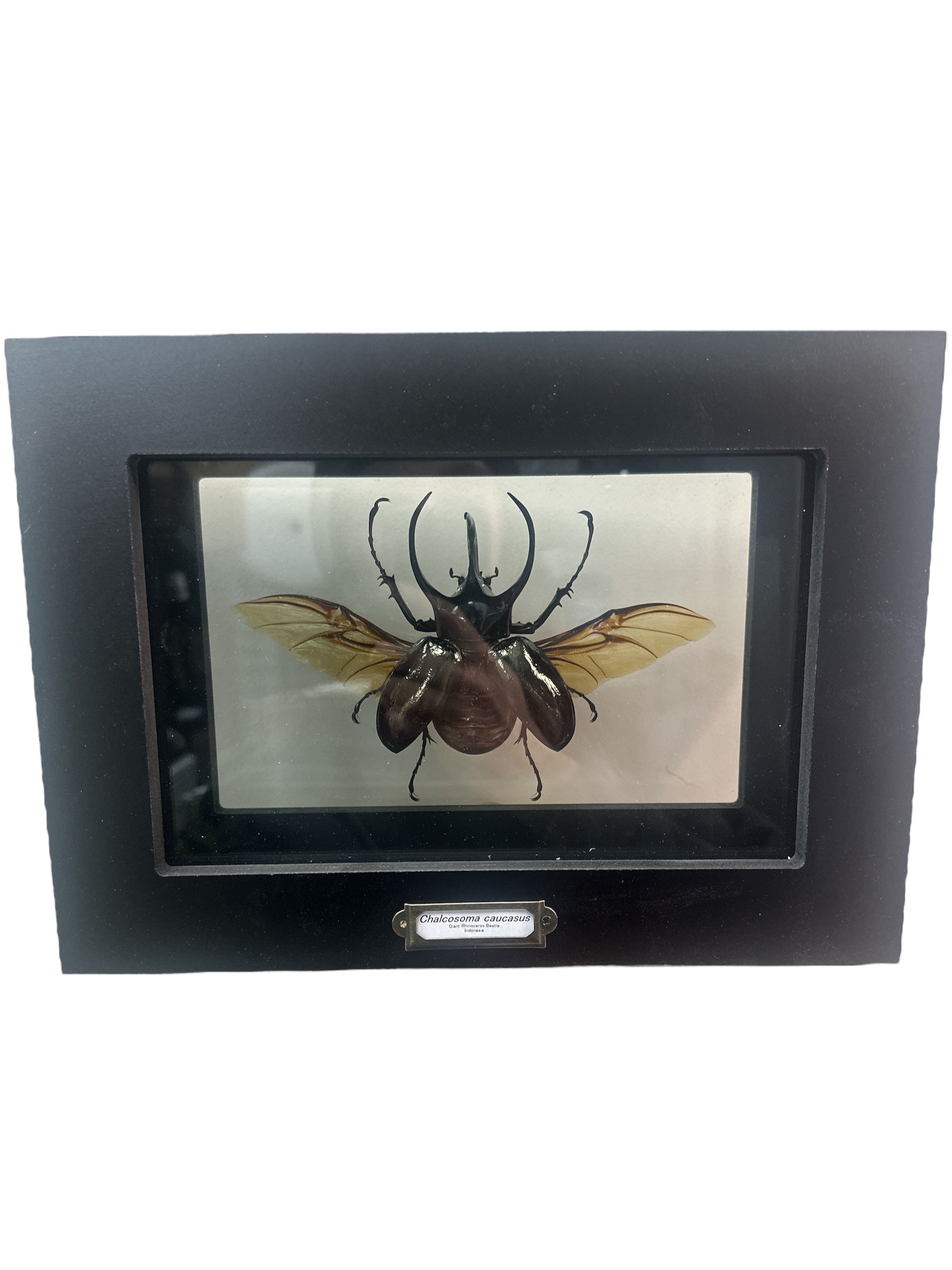 Scarabée rhinocéros géant (Argema mittrei) - Ailes ouvertes - Cadre double face 5x9"