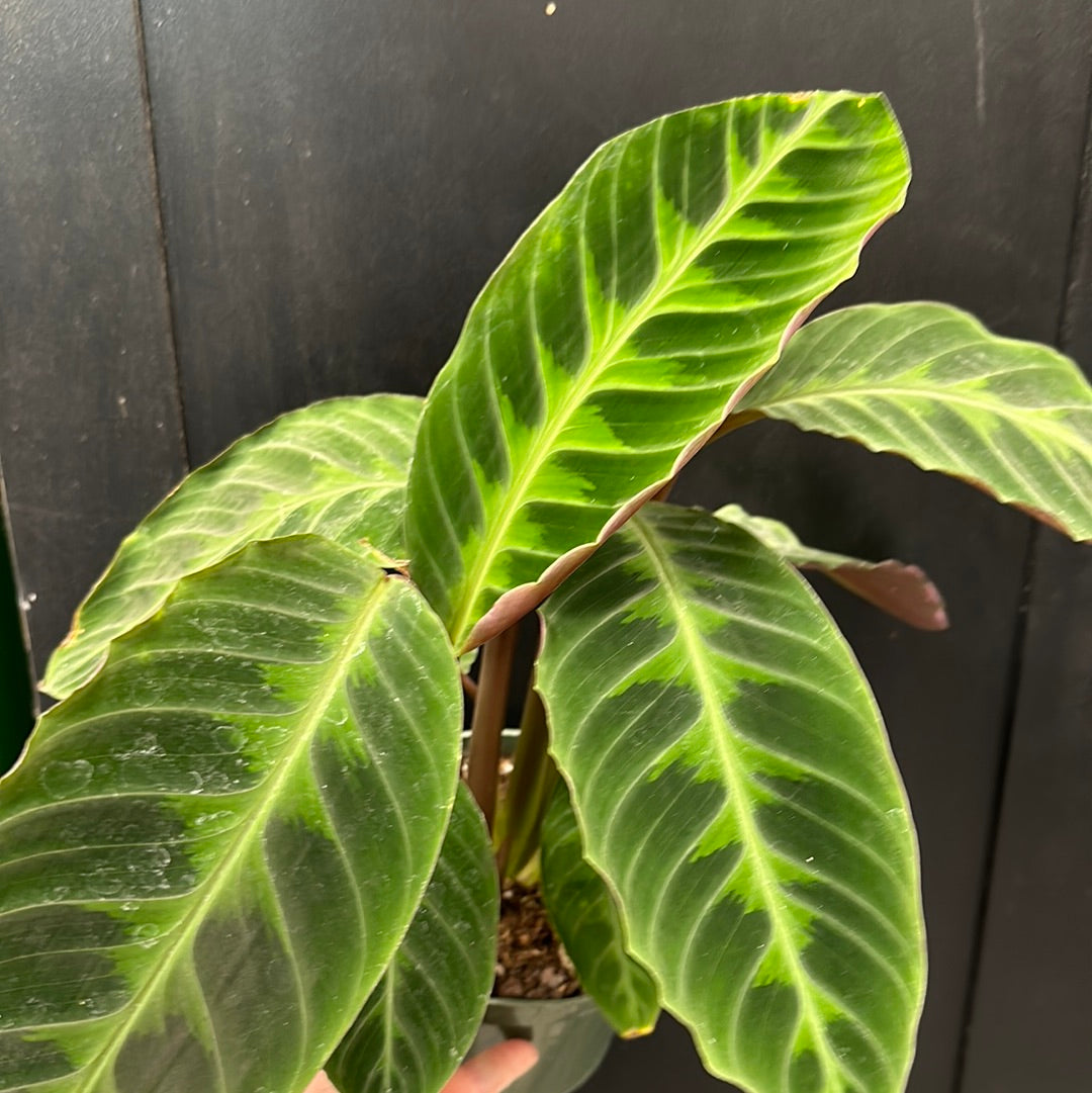 Goeppertia warszewiczii