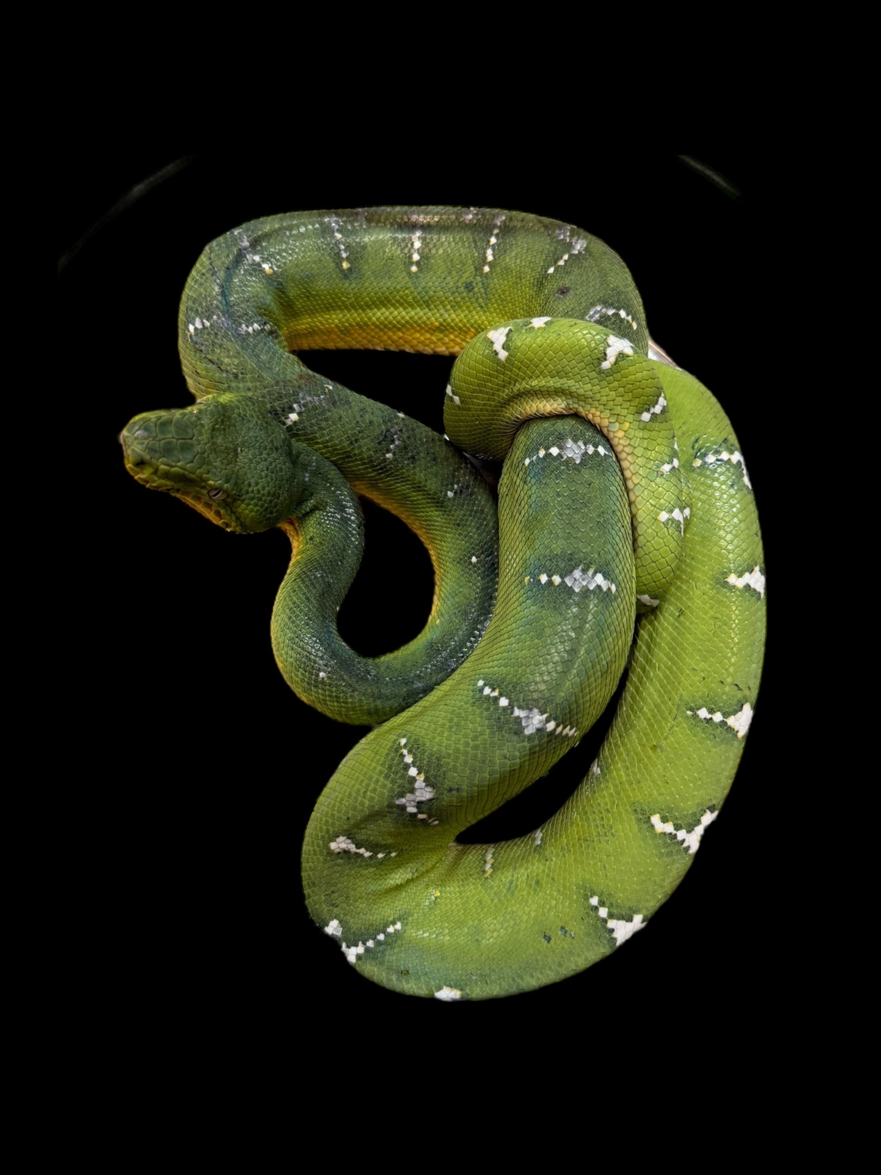Emerald Tree Boa (Guyana)