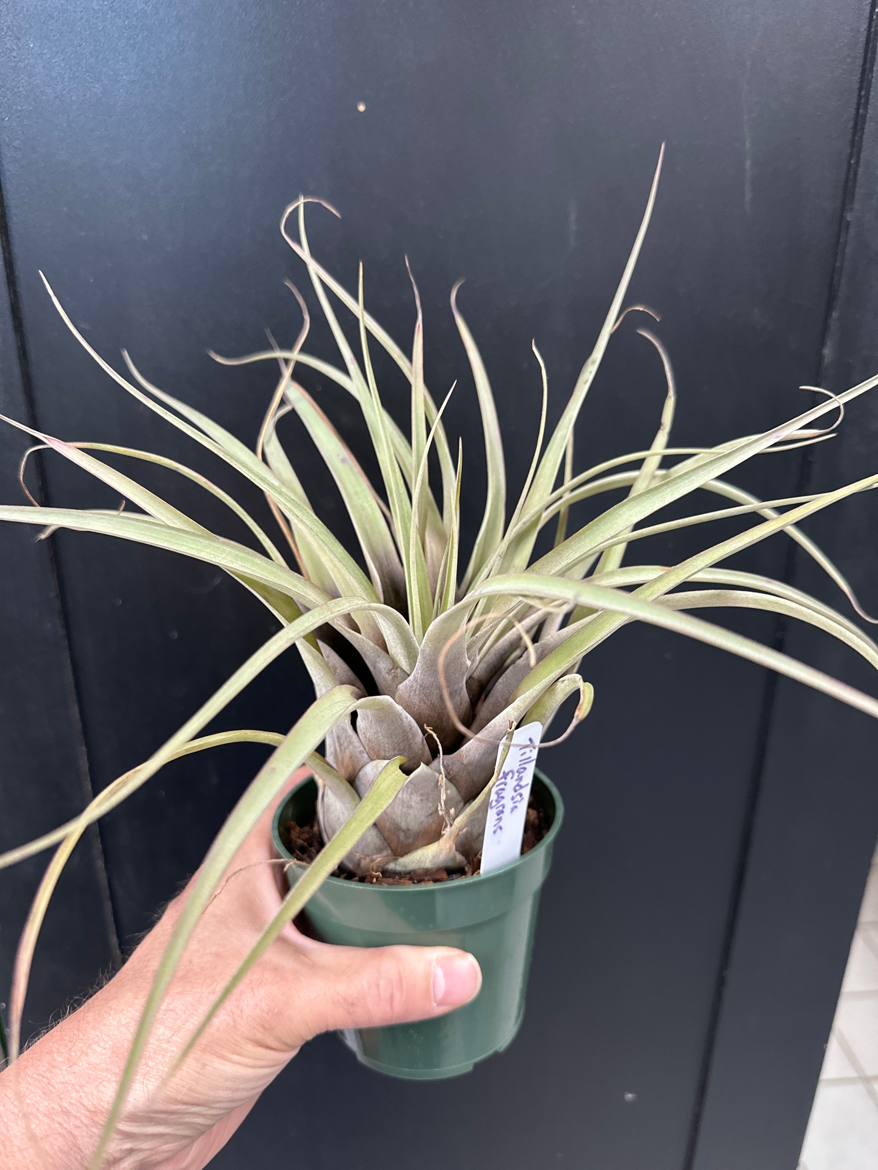 ブロメリア・エアープランツ Tillandsia fragrans from Ecuagenera Tillandsia fragrans — Ecuagenera Orquídeas del Ecuador