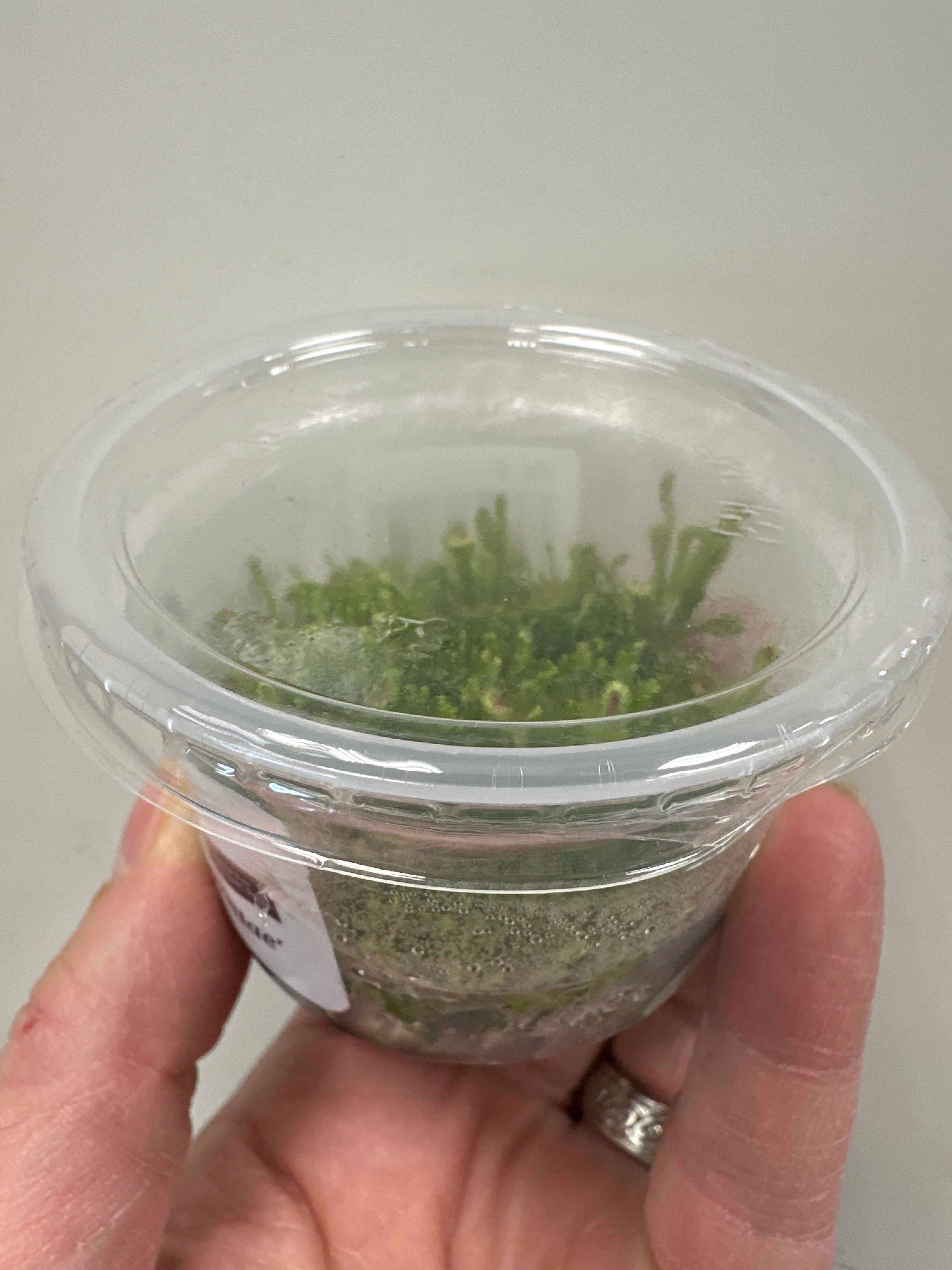 Drosera spatulata var Labill