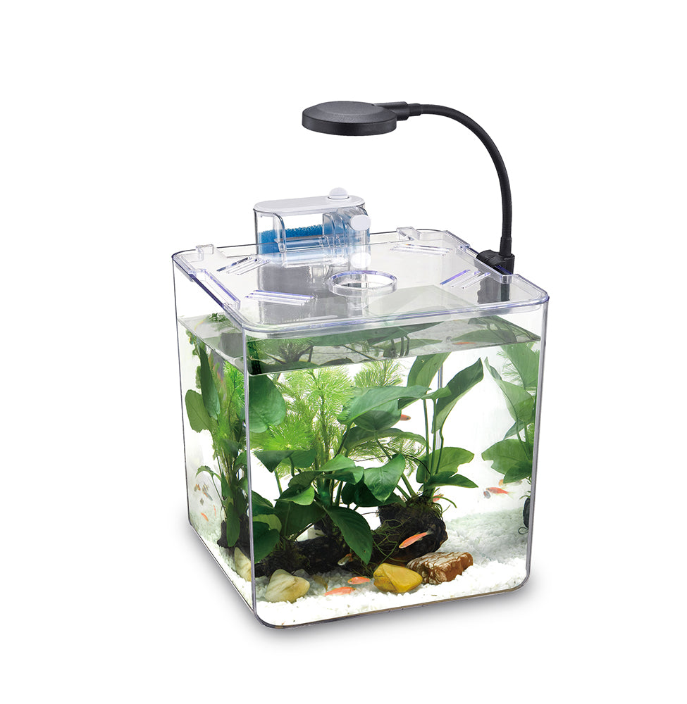 Kit d'aquarium BettaBow 1 - 1 gal