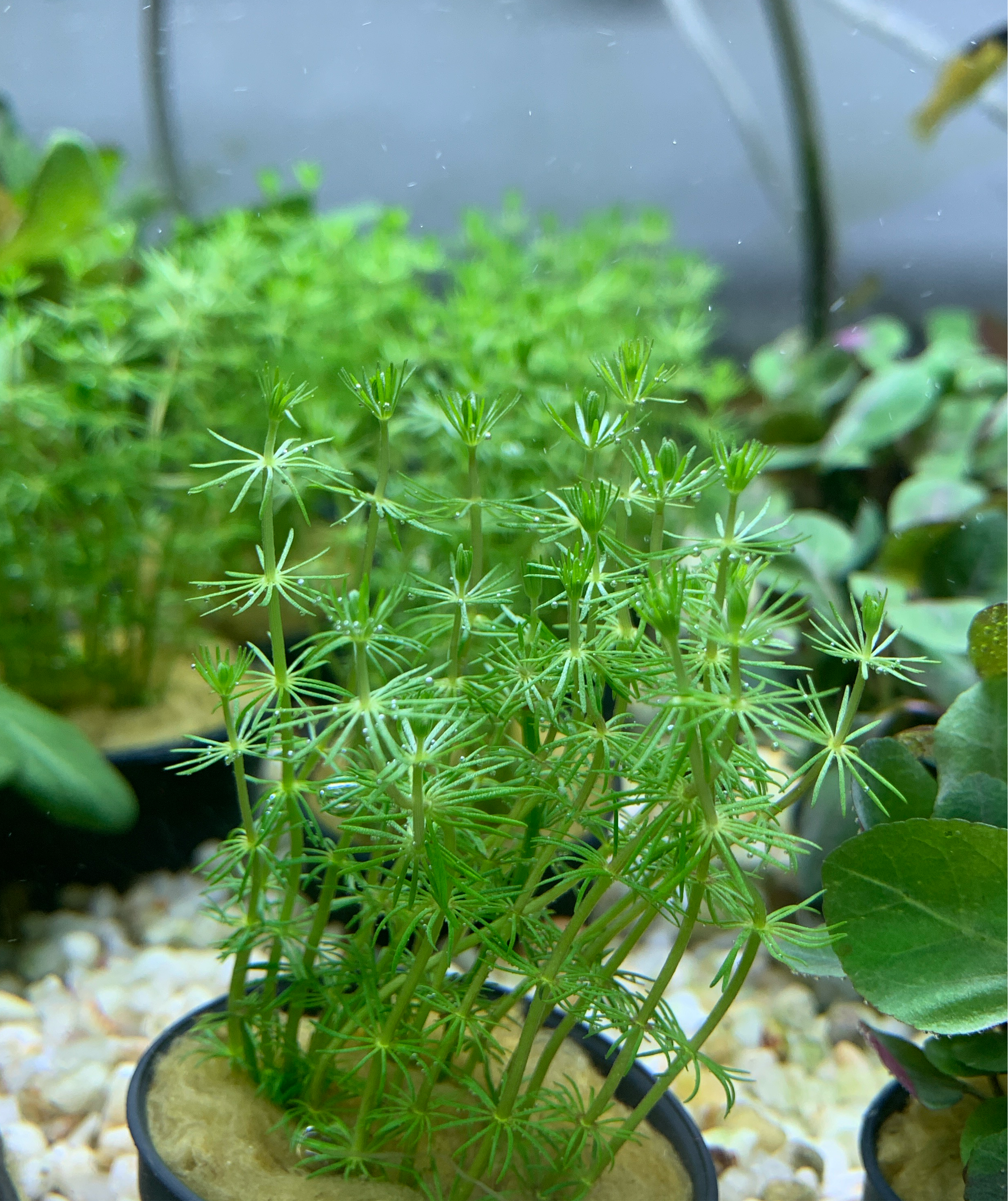 Bacopa myriophylloides (en pot)