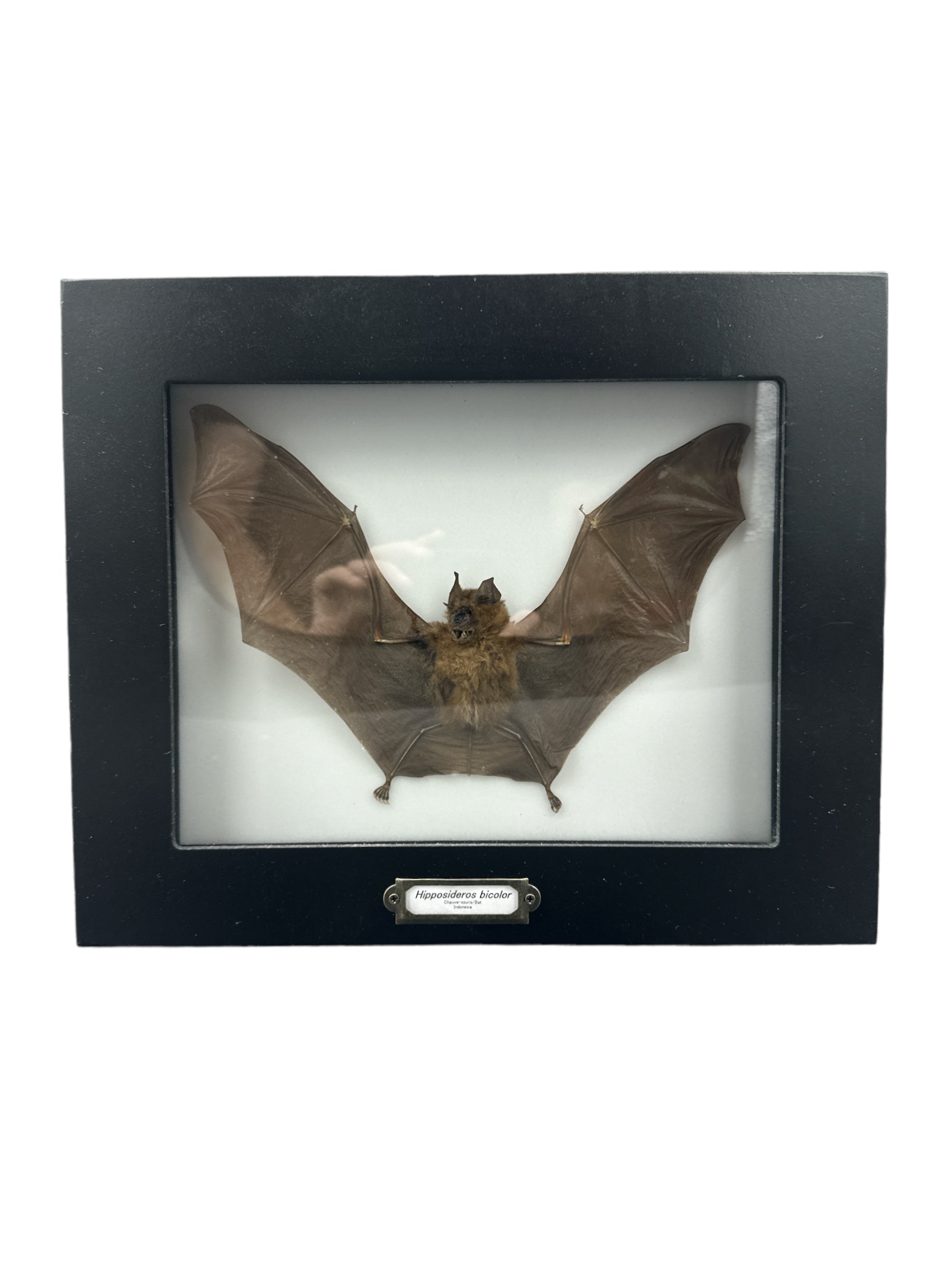 Chauve-souris à feuilles rondes bicolores (Hipposideros bicolor) encadrée
