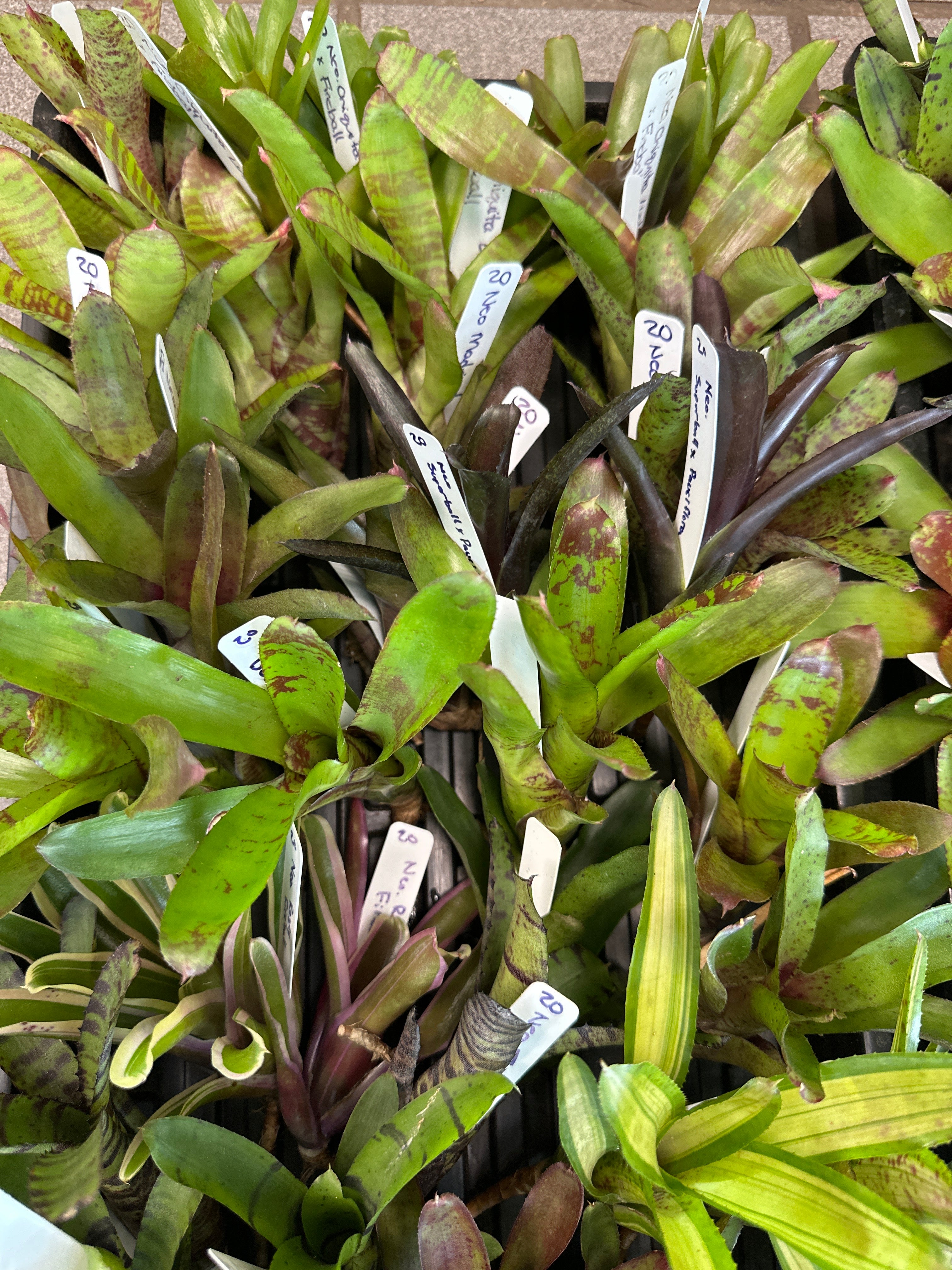 Assortiment de mini Neoregelia