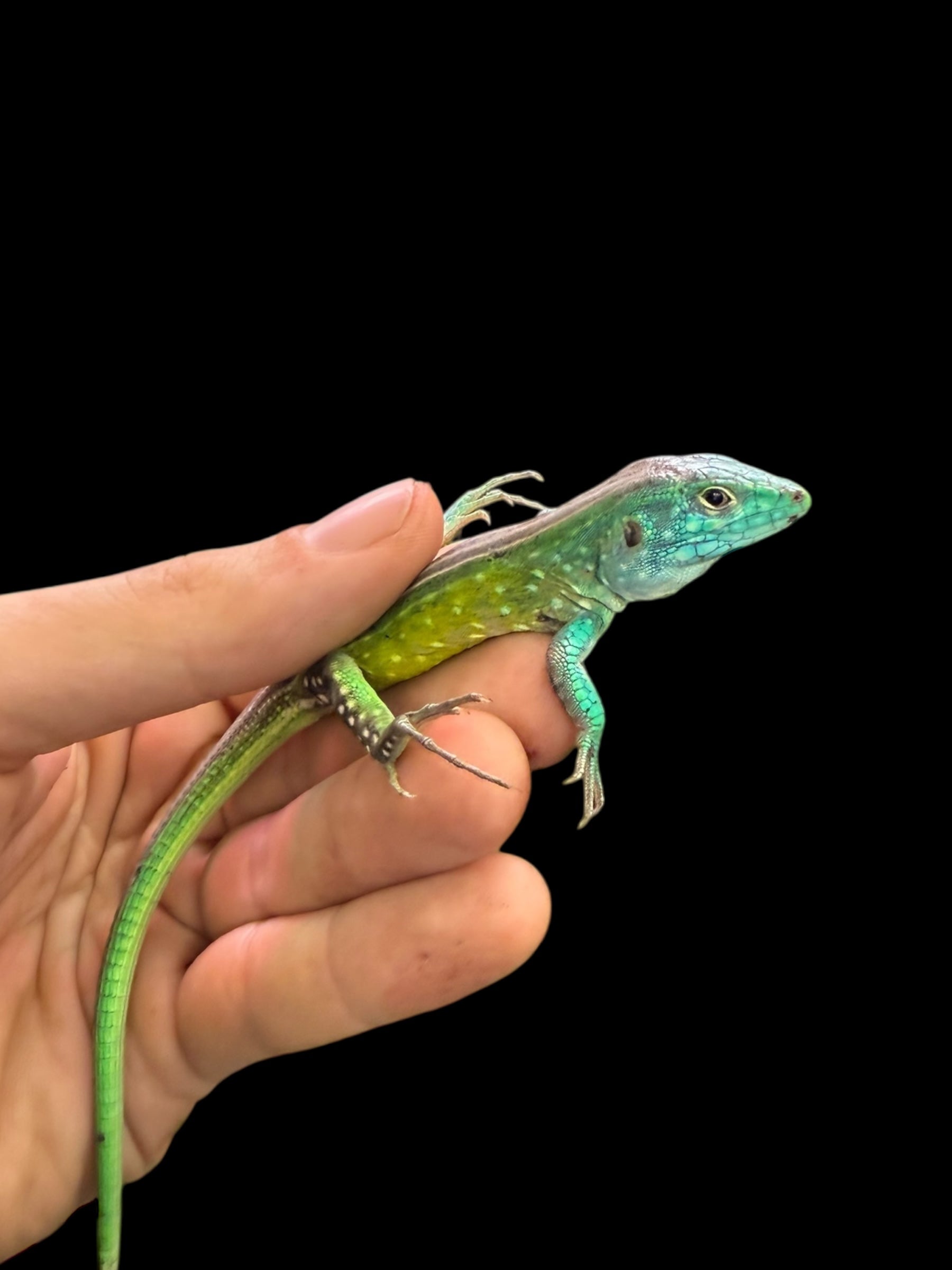 Rainbow Whiptail (Cnemidophorus lemniscatus)