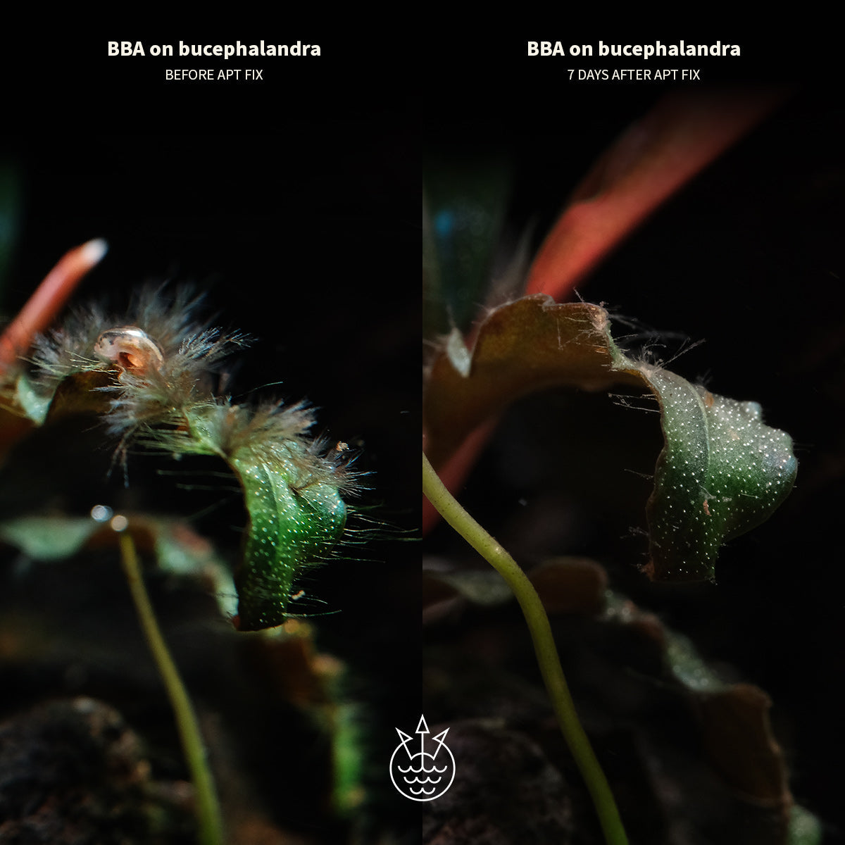 Aquarist APT F Fix 2 heures