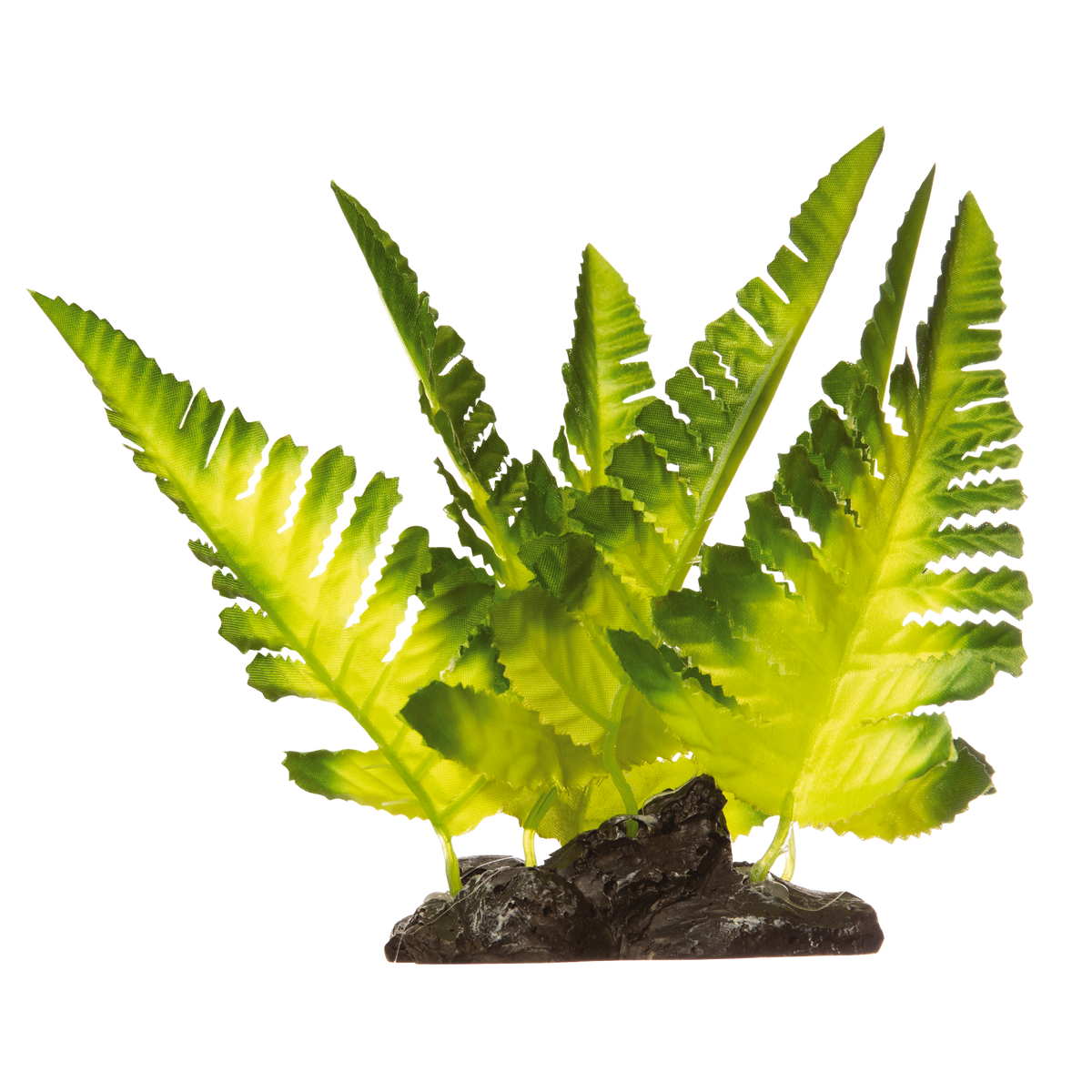 Glofish Yellow Fern