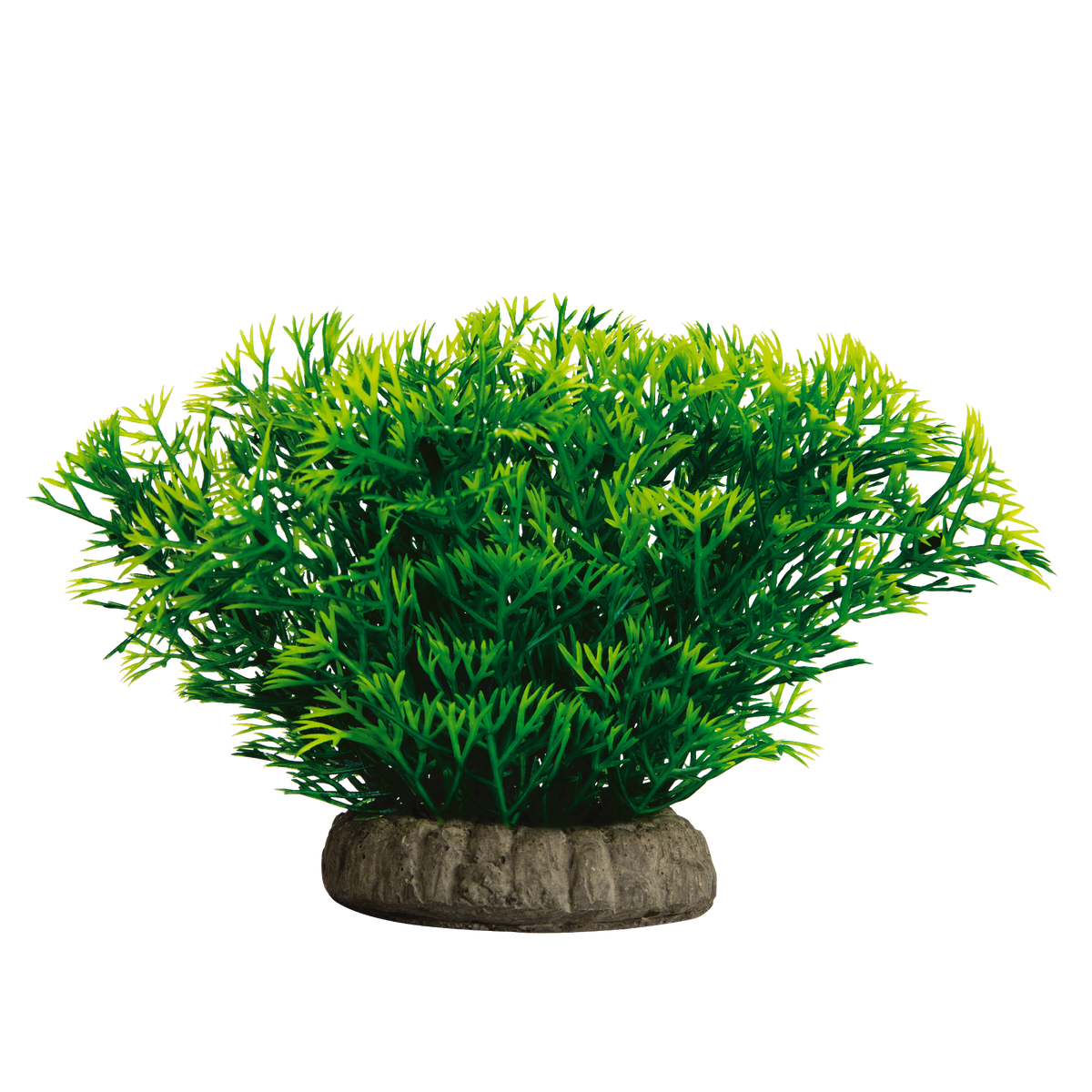 Glofish Java Moss