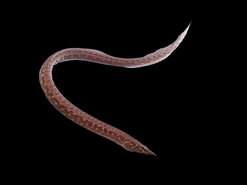 Anguille épineuse africaine de la nuit étoilée