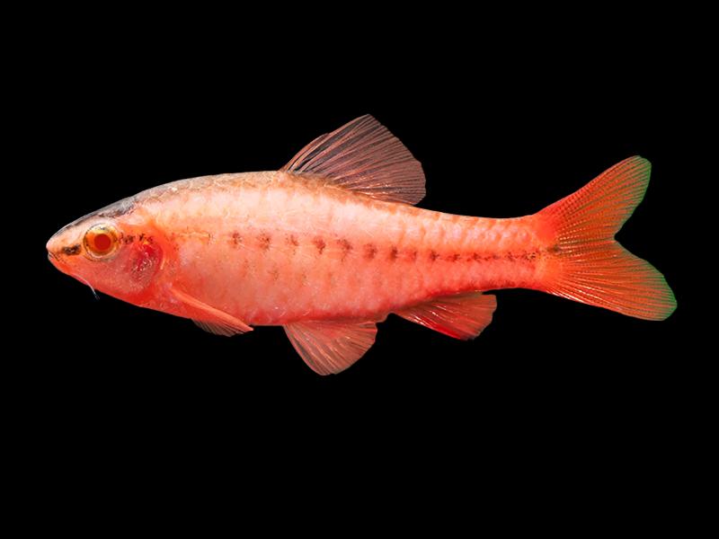 Barbus cerise albinos