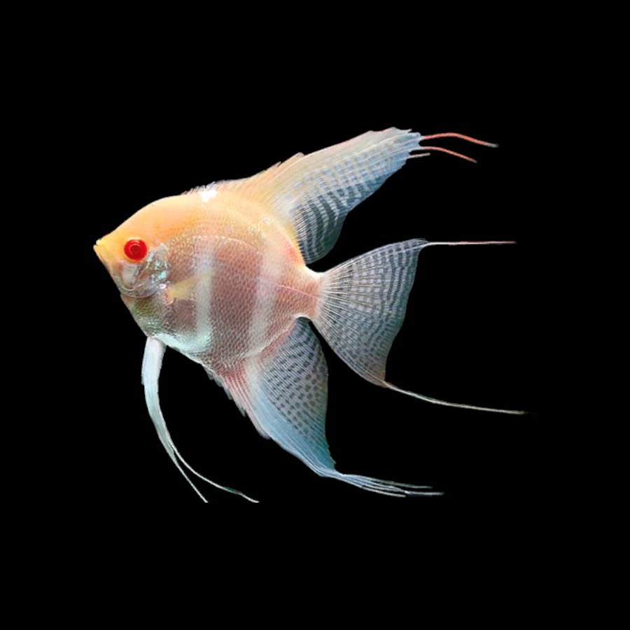 Albino Manacapuru Red Back Angel