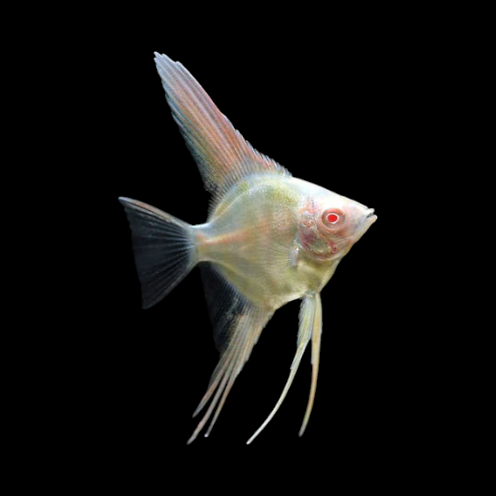 Poisson-ange marbré albinos