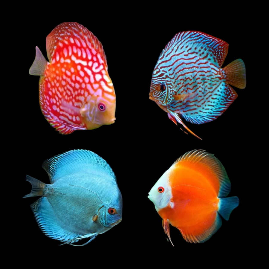 Discus assortis